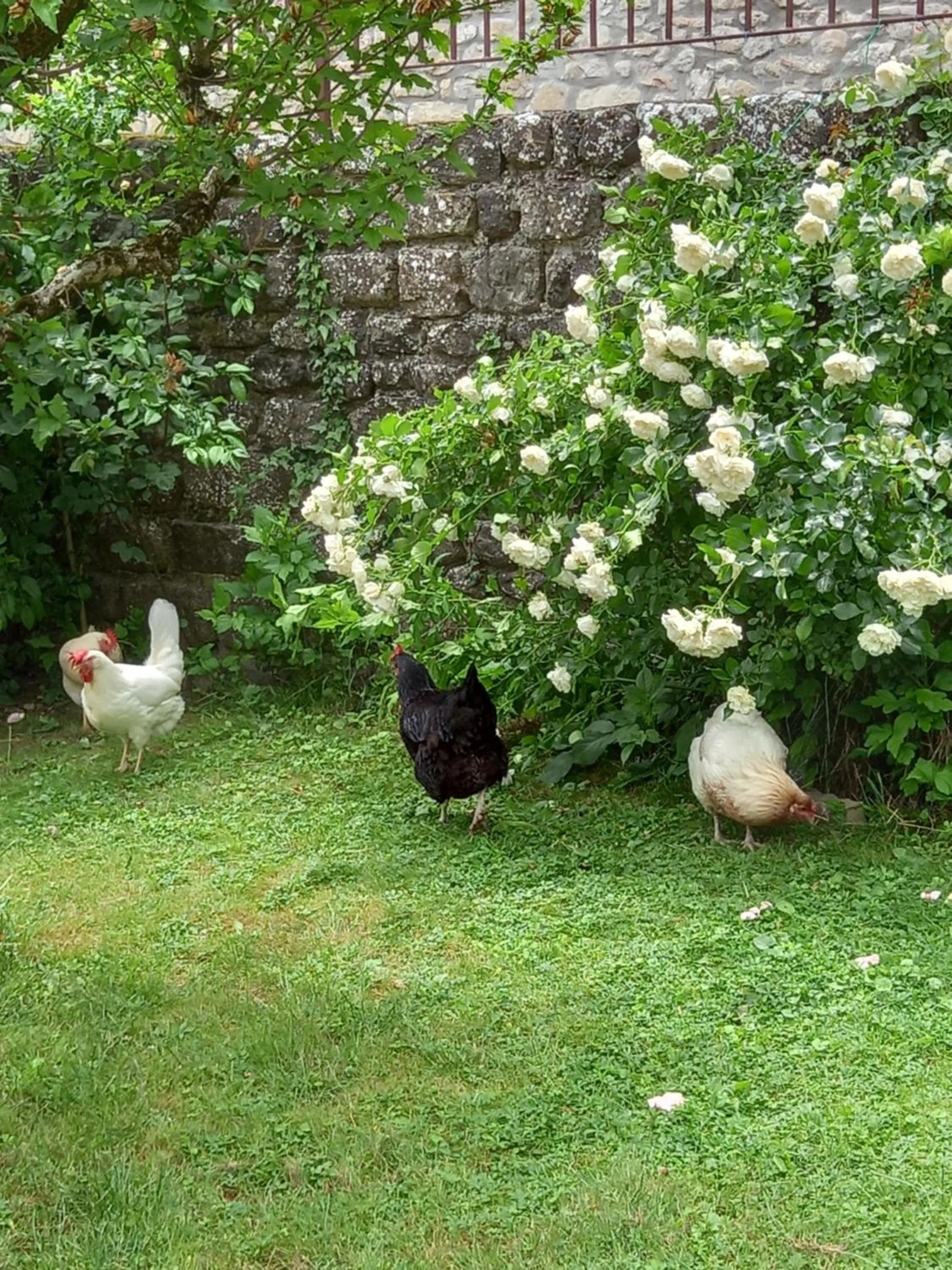Garden in La Pomella