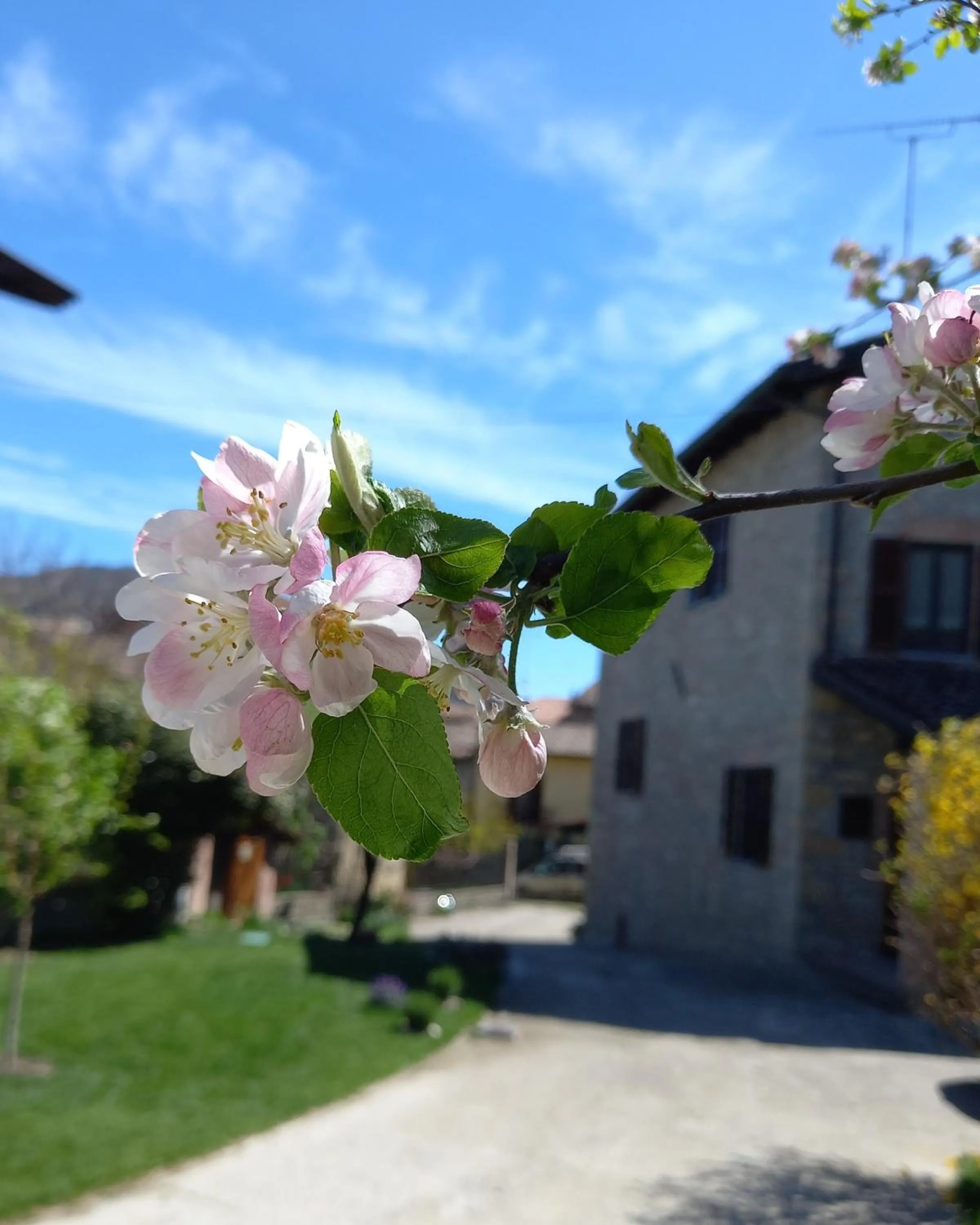 Garden in La Pomella