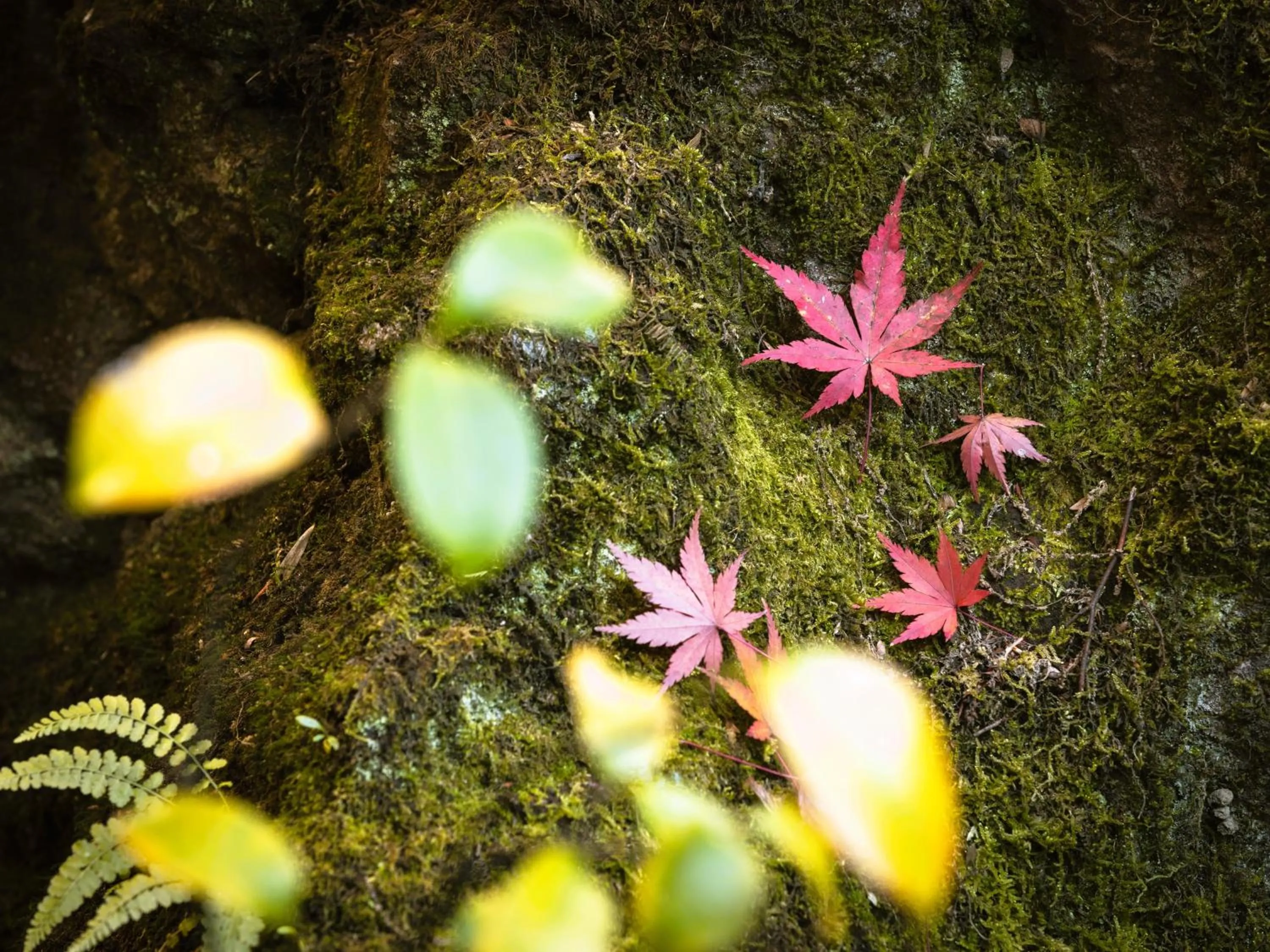 Garden in Hotaru no Yado Sendou