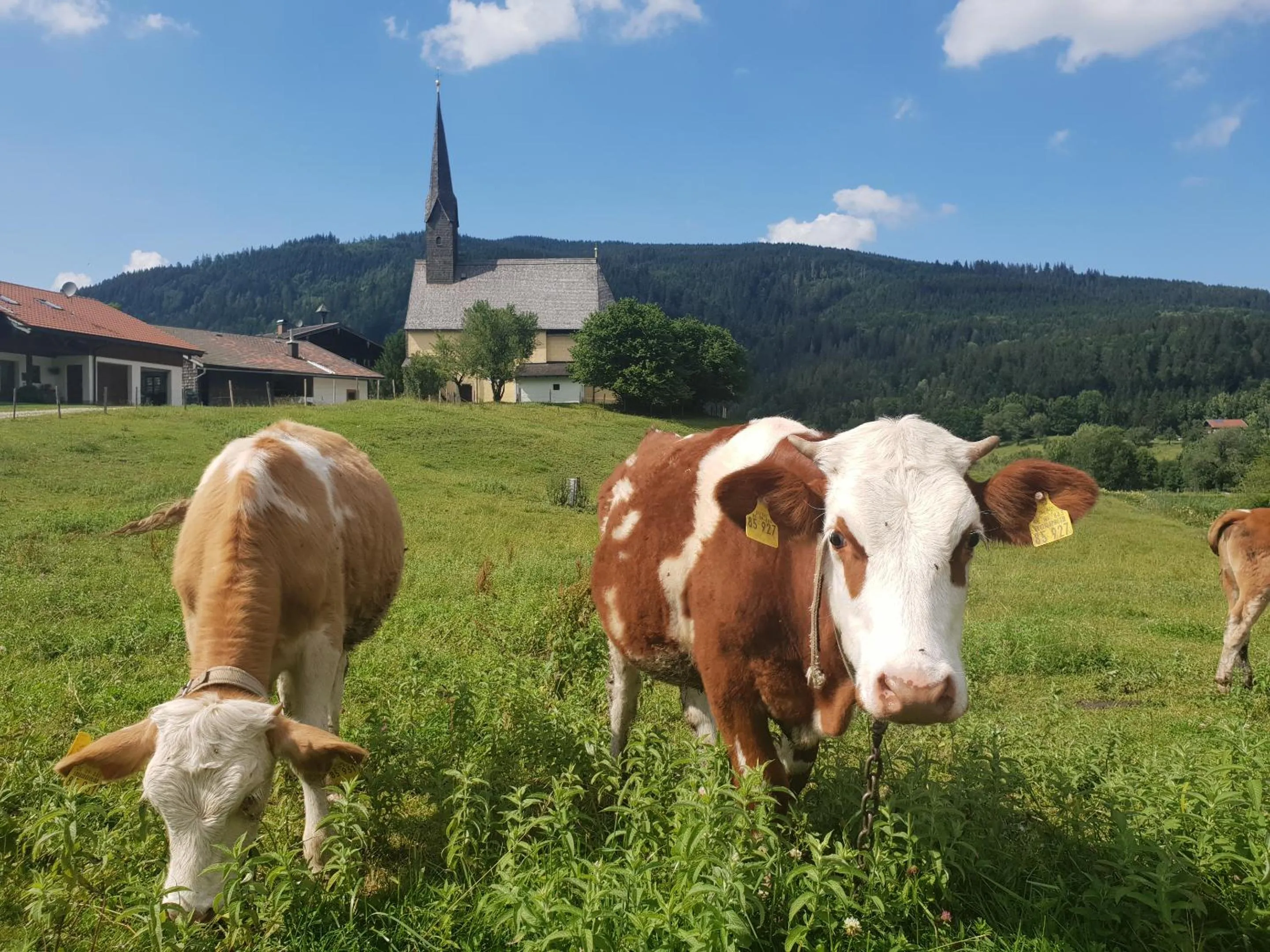 Day in Alpenhotel Gastager