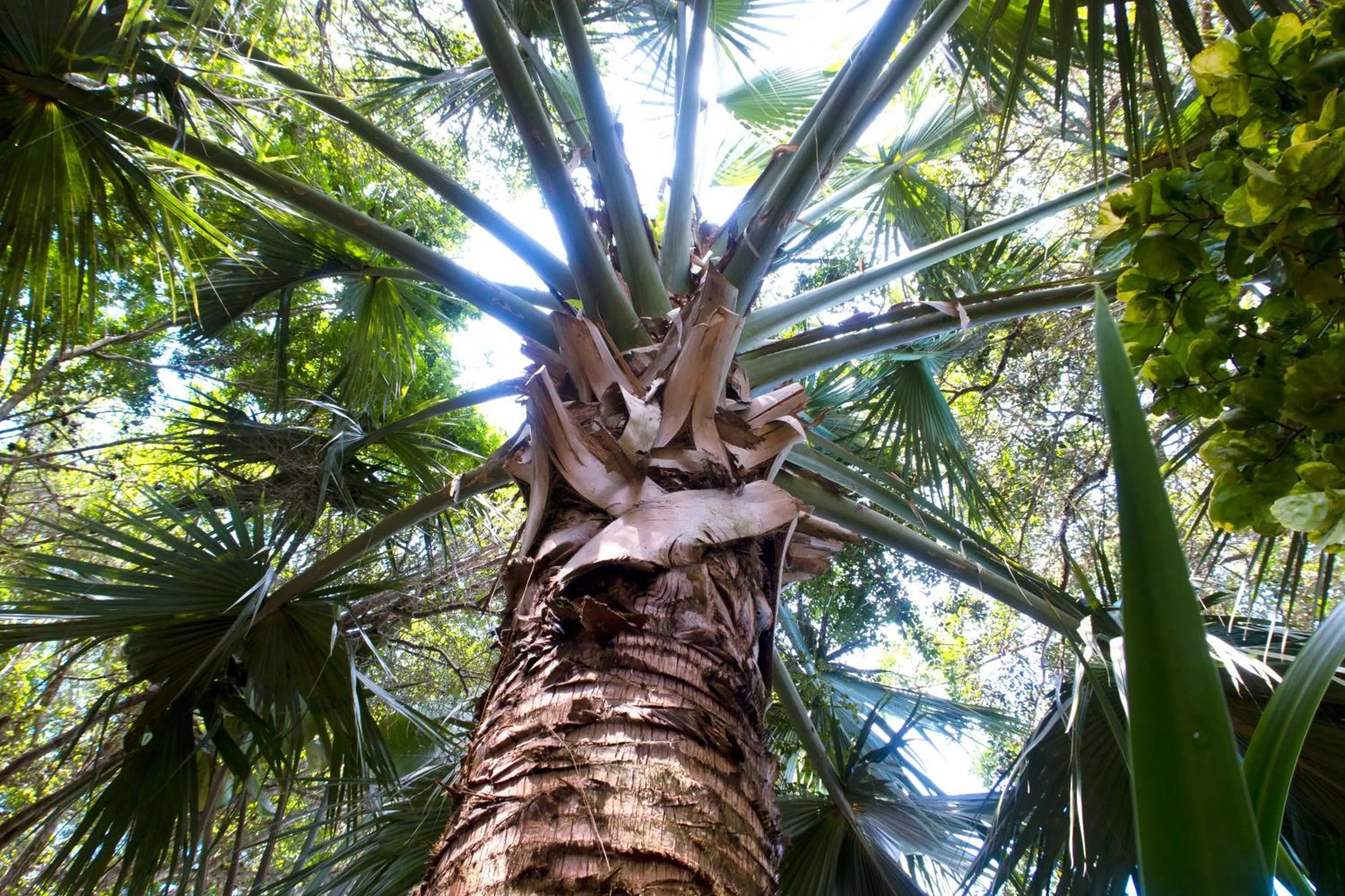 Natural landscape in Pousada Aguas Claras