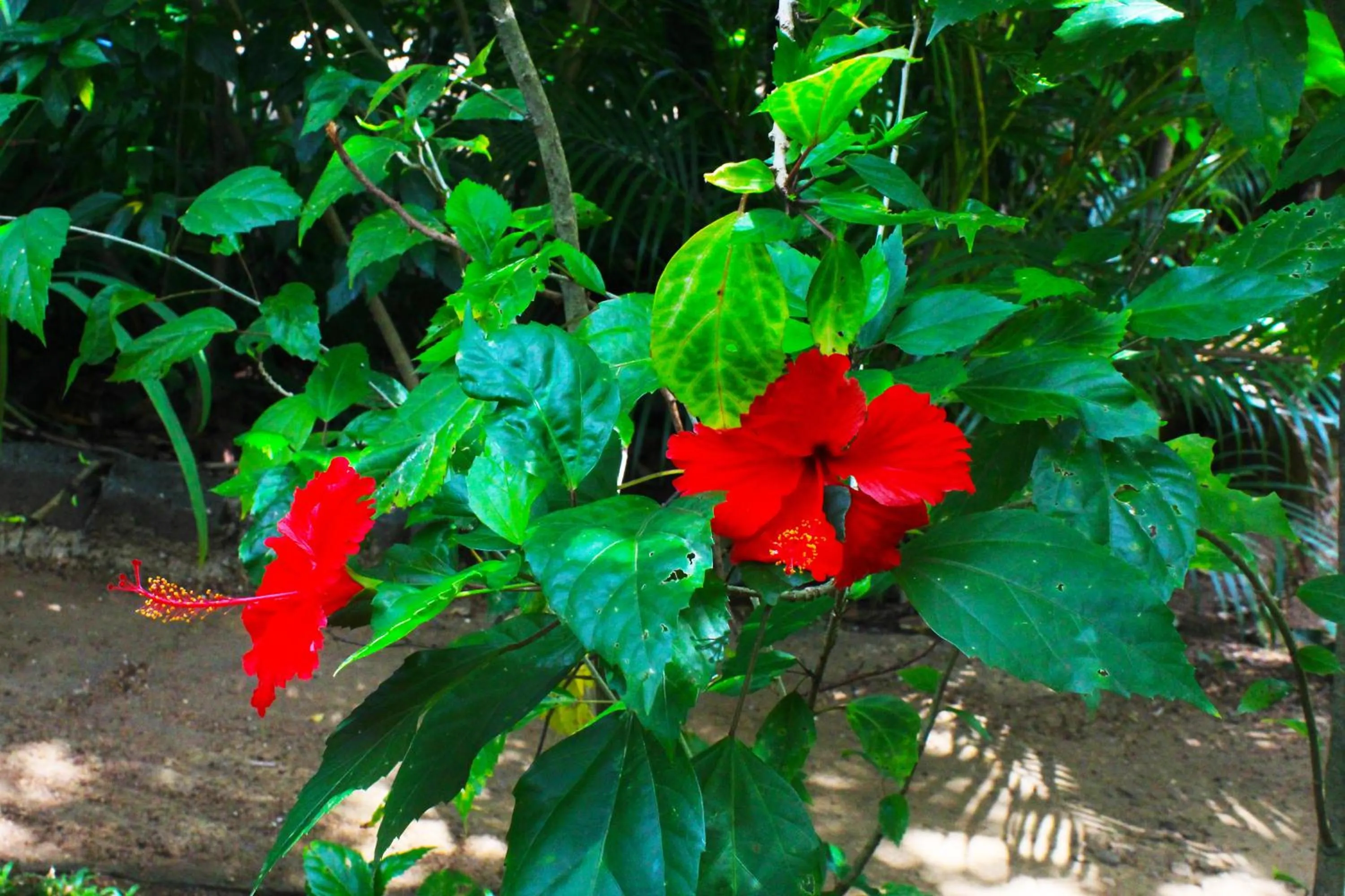 Garden in Sunrise Cottage