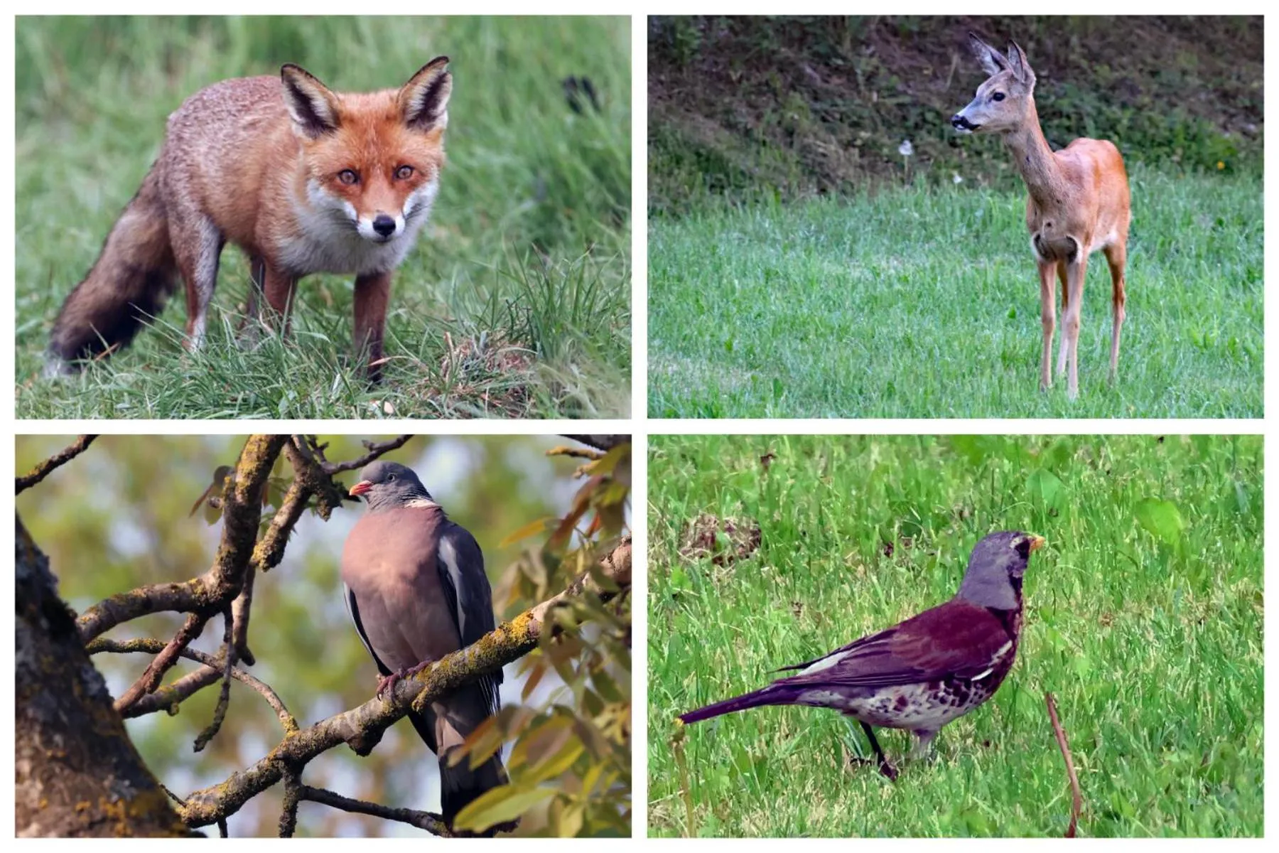 Animals in Dworek Natury