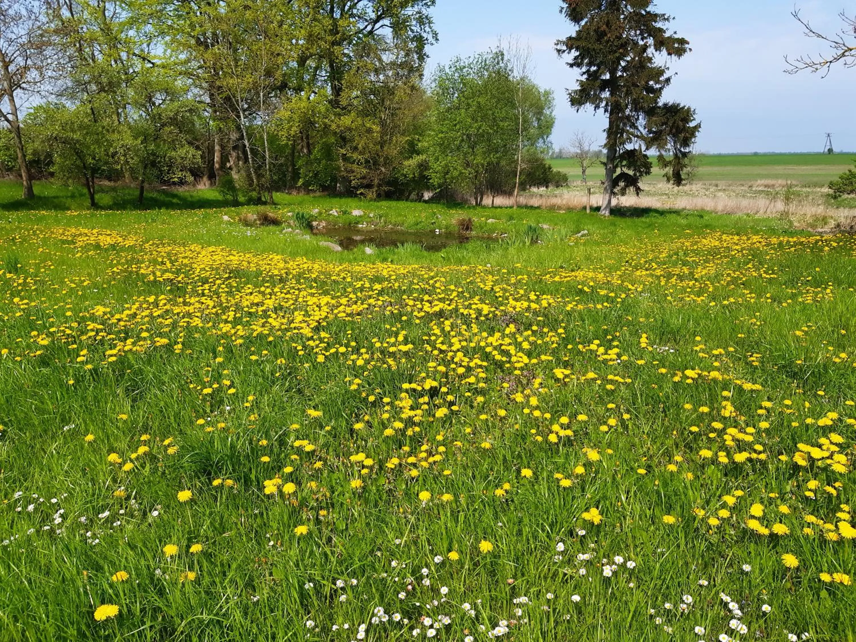 Garden in Dworek Natury