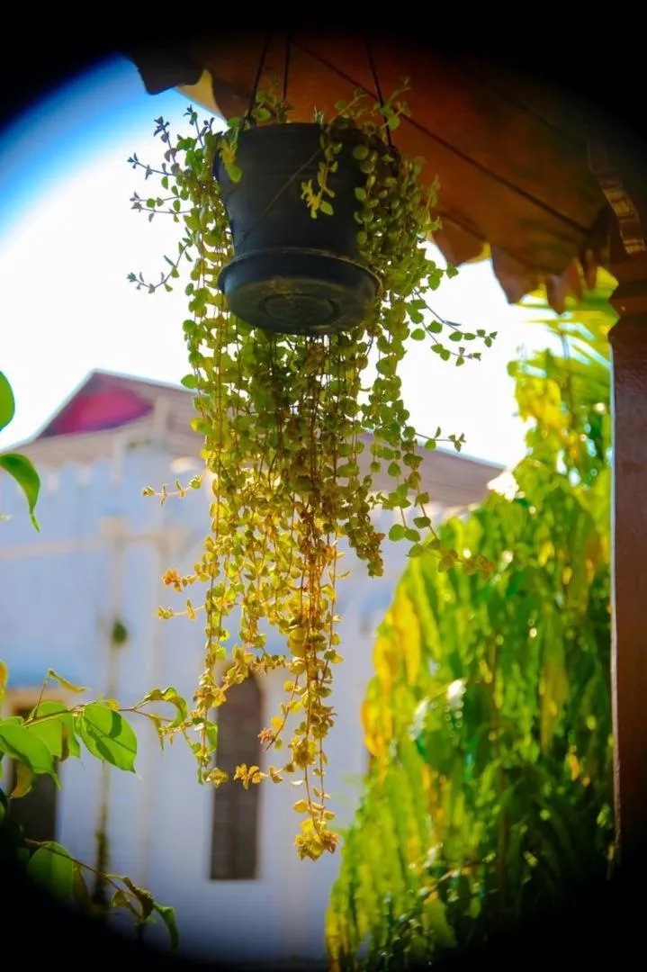 Garden in Garden Lodge