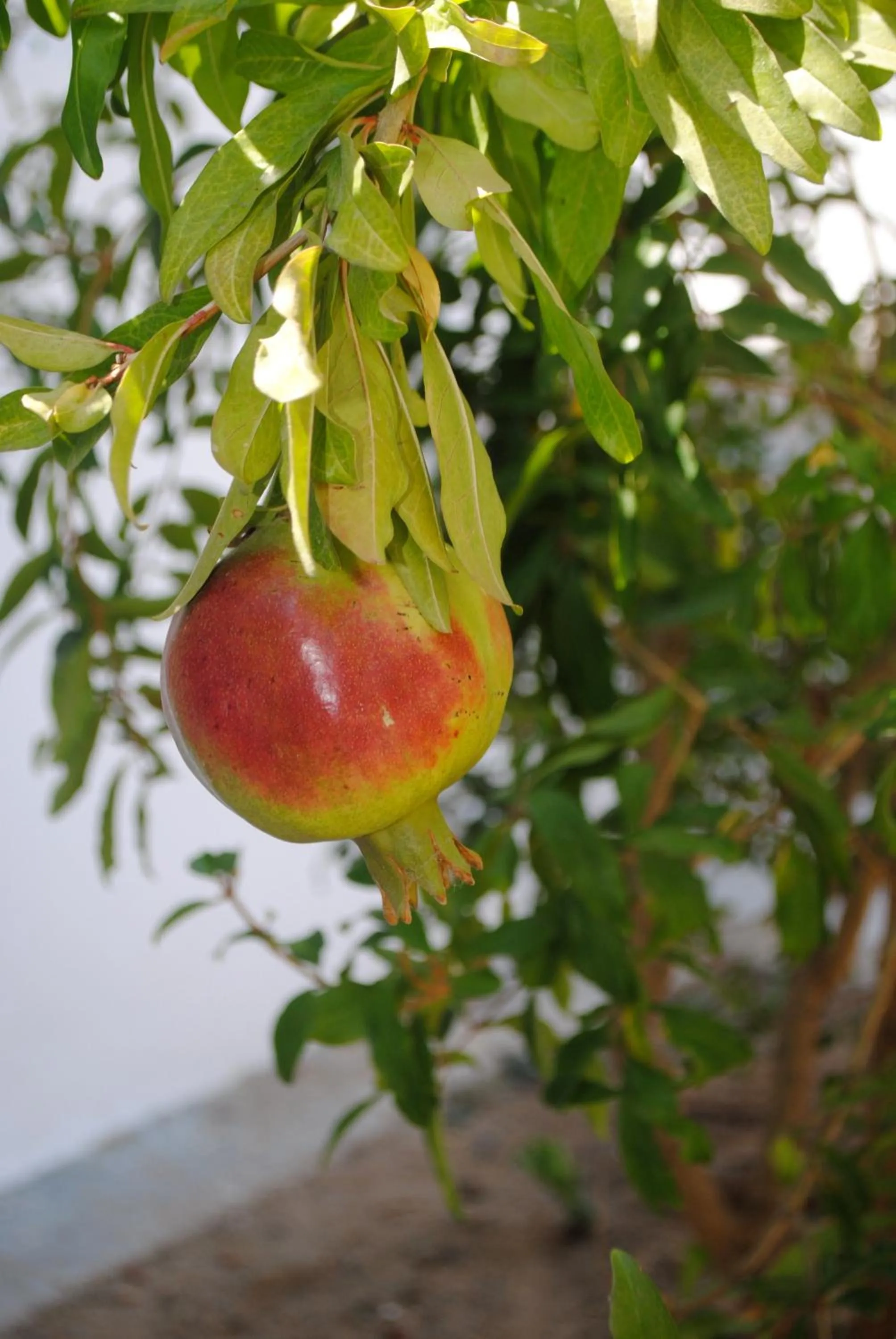 Garden in Apollonia Hotel