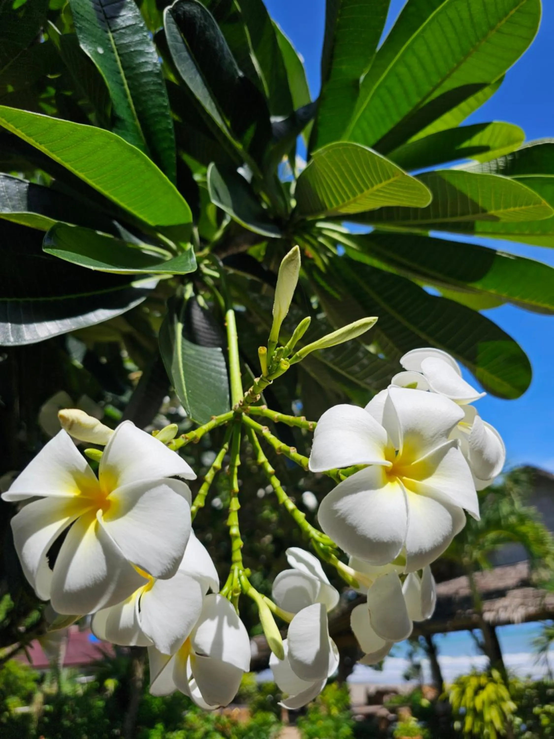 Garden in Kantiang Bay View Resort