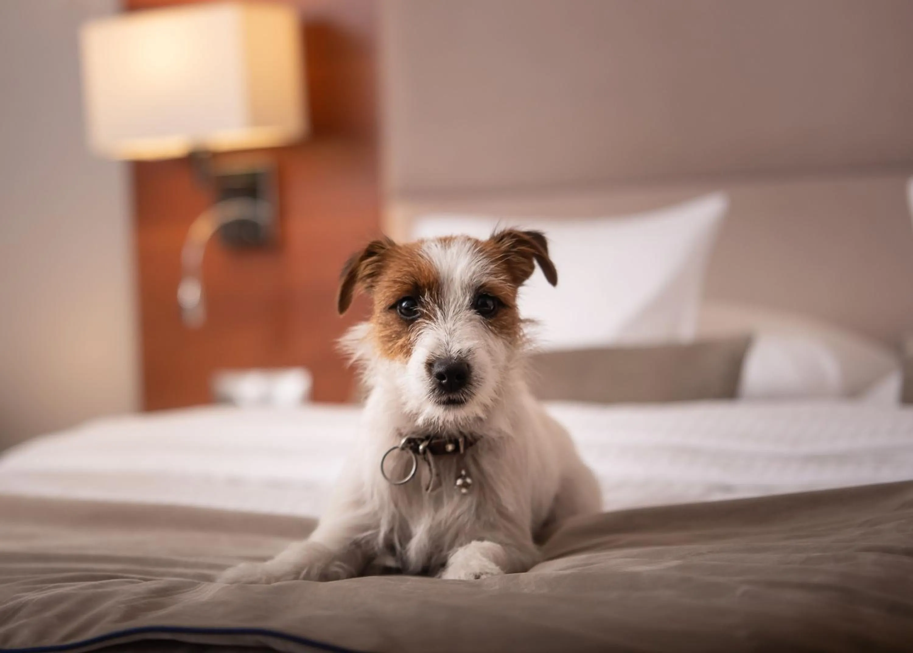 Bed in ParkHotel Łysoń