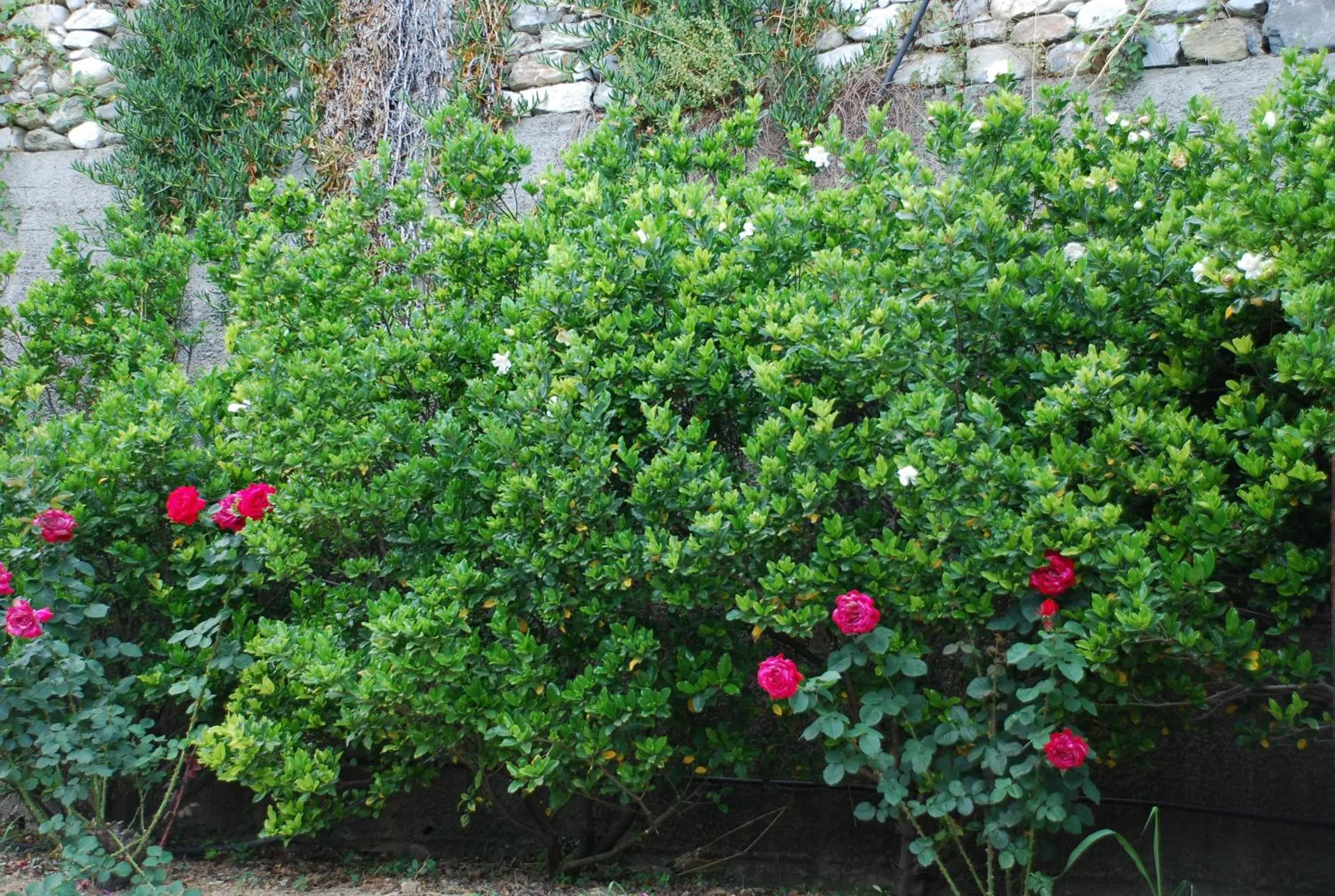 Garden in Hotel Agnadi - Horefto