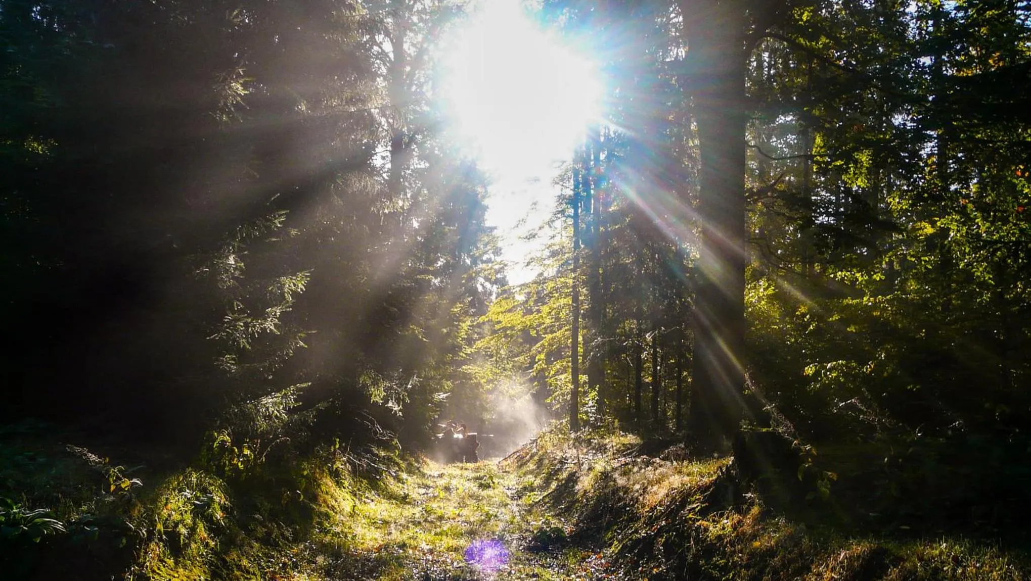 Natural landscape in Familien-Hotel Am Tränkbachtal Frauenwald