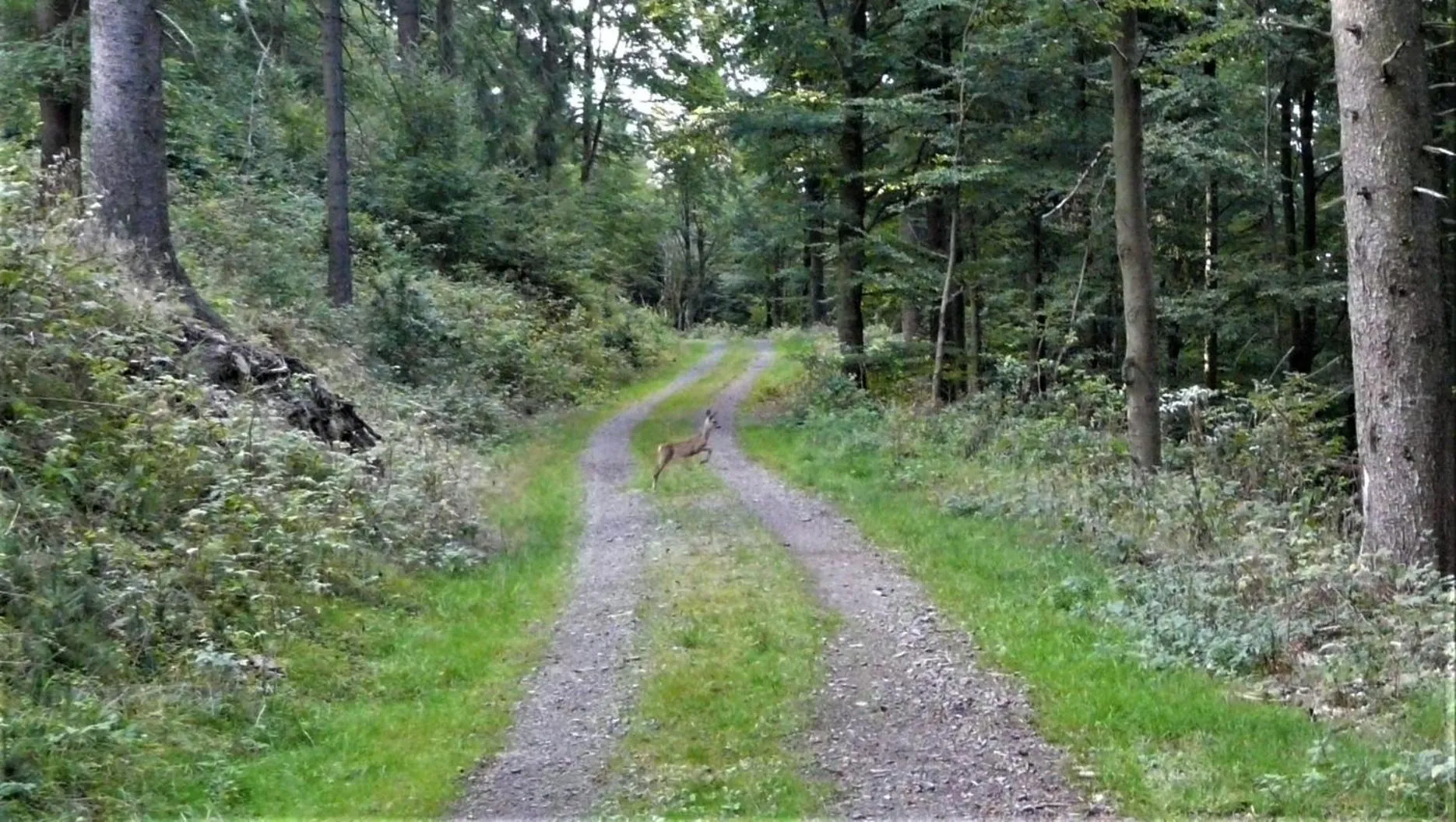 Natural landscape in Familien-Hotel Am Tränkbachtal Frauenwald