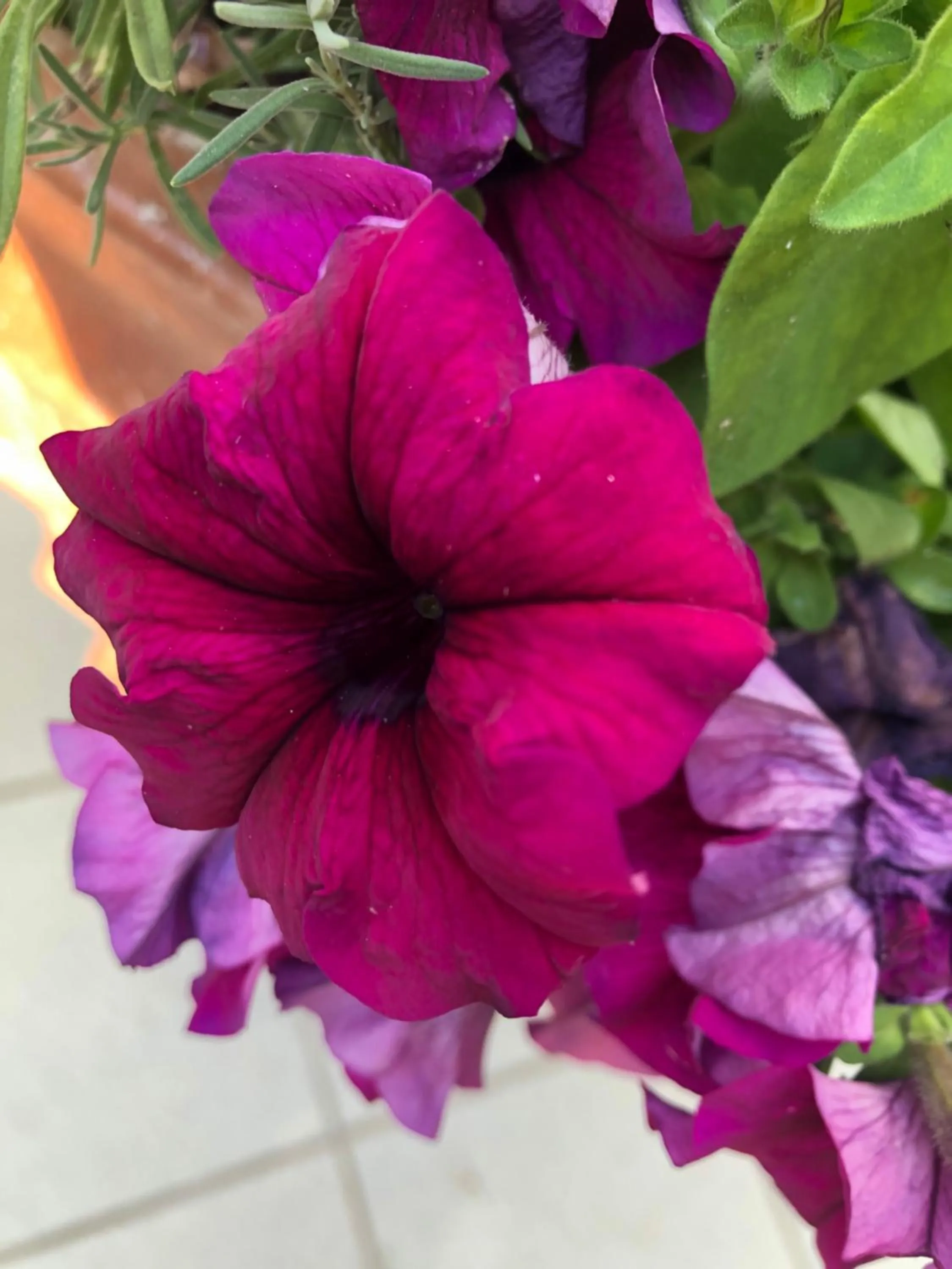 Garden in ACasaMia WelcHome Hotel