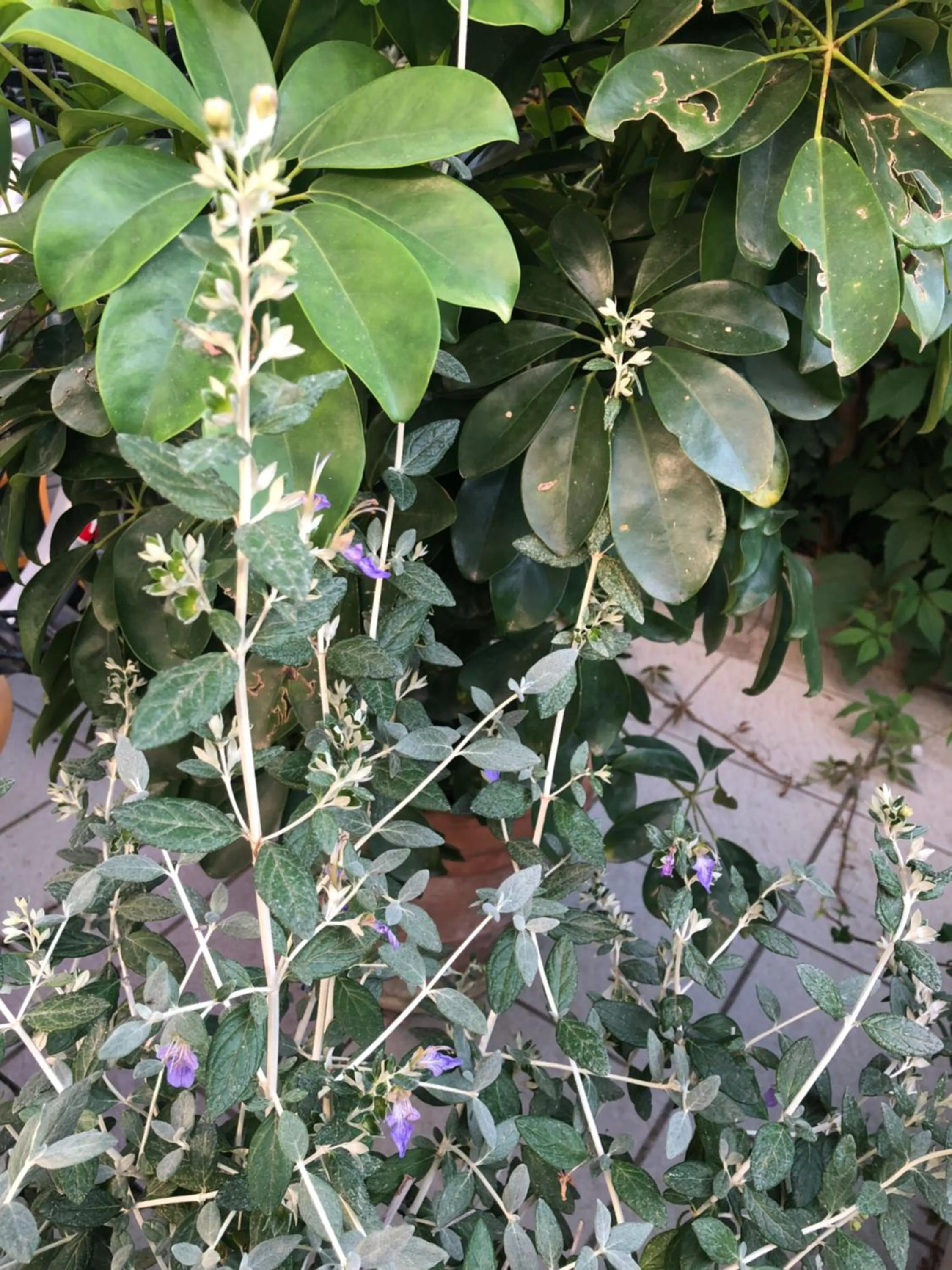 Garden in ACasaMia WelcHome Hotel