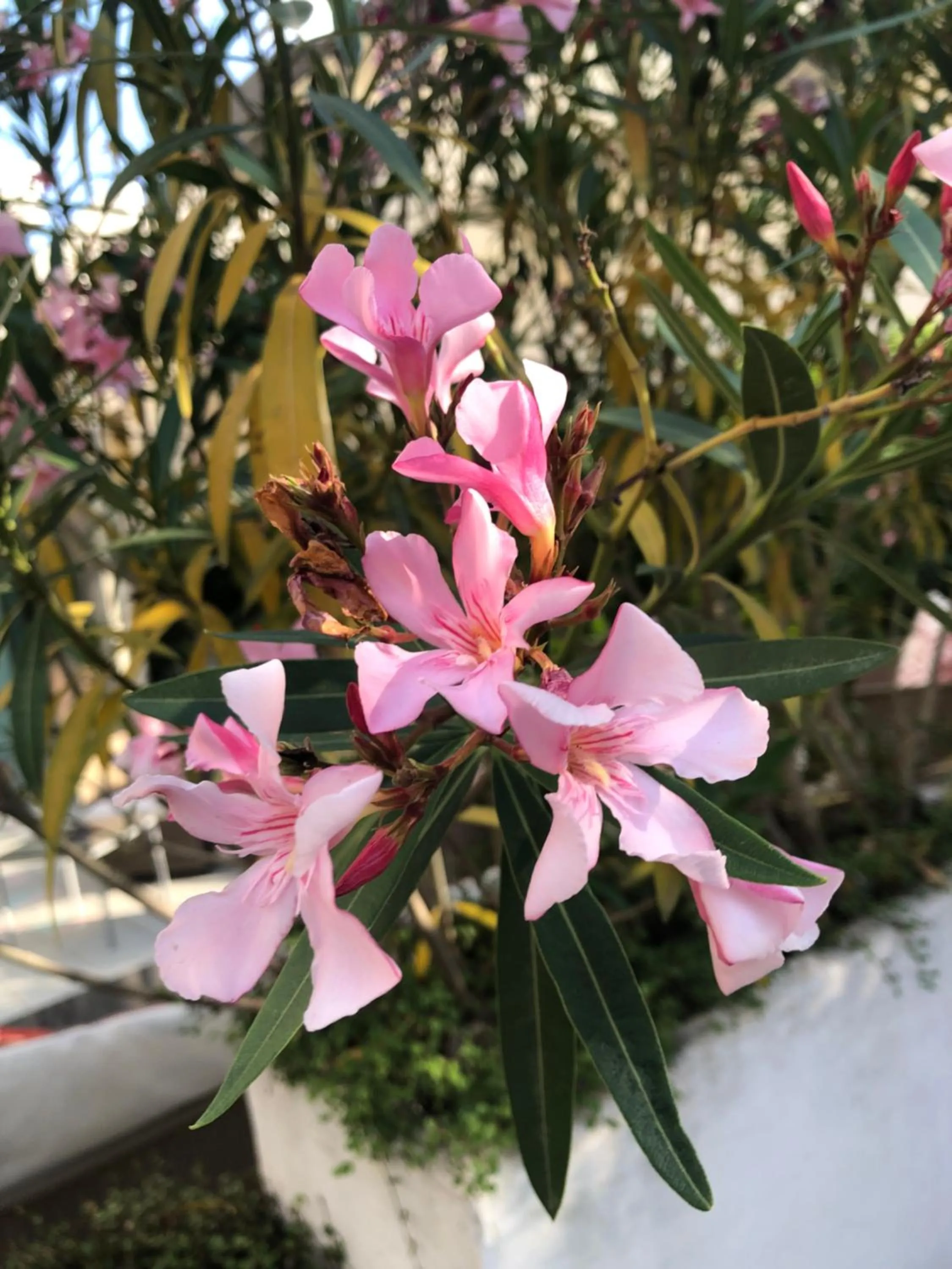 Garden in ACasaMia WelcHome Hotel