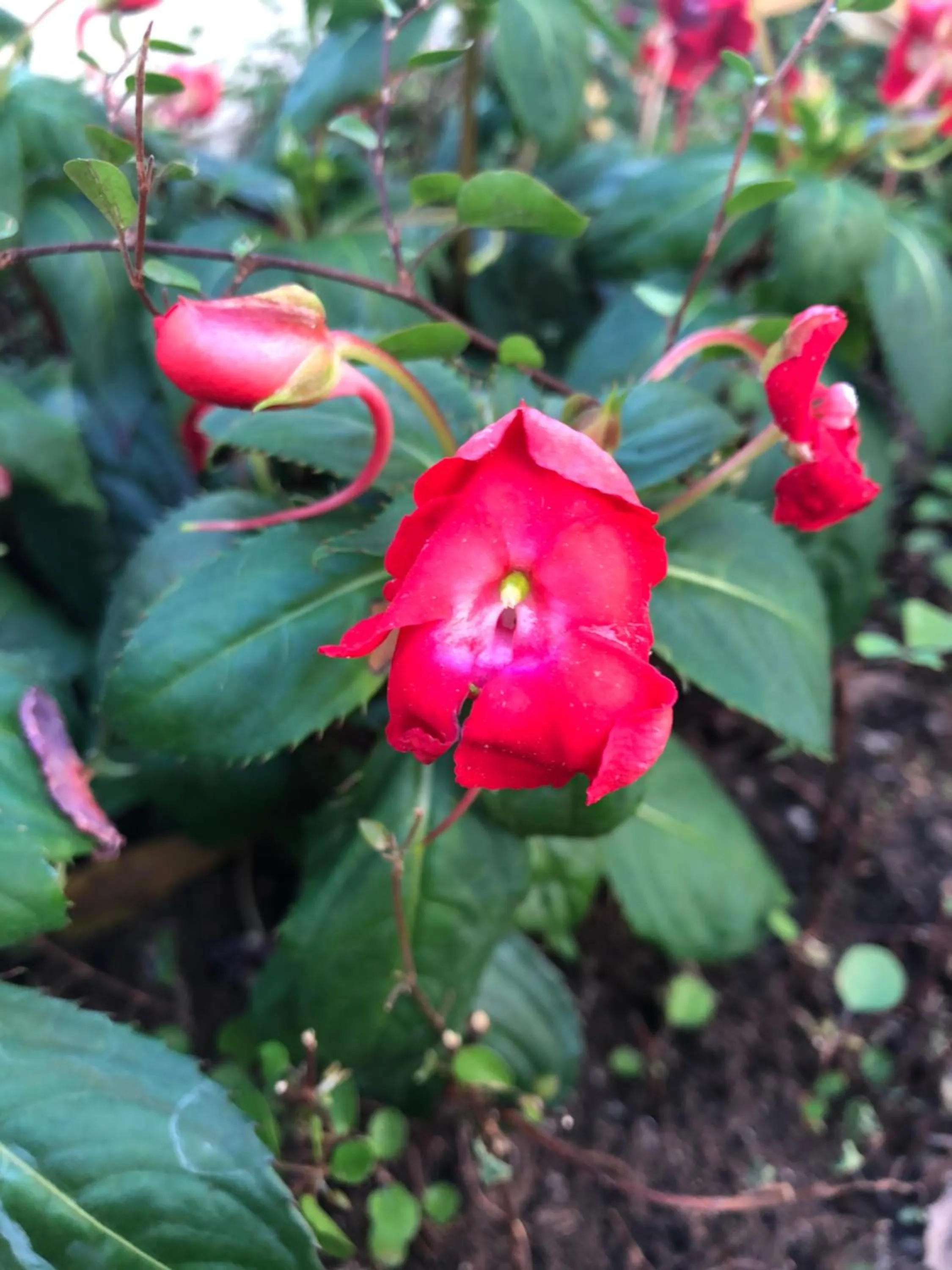 Garden in ACasaMia WelcHome Hotel