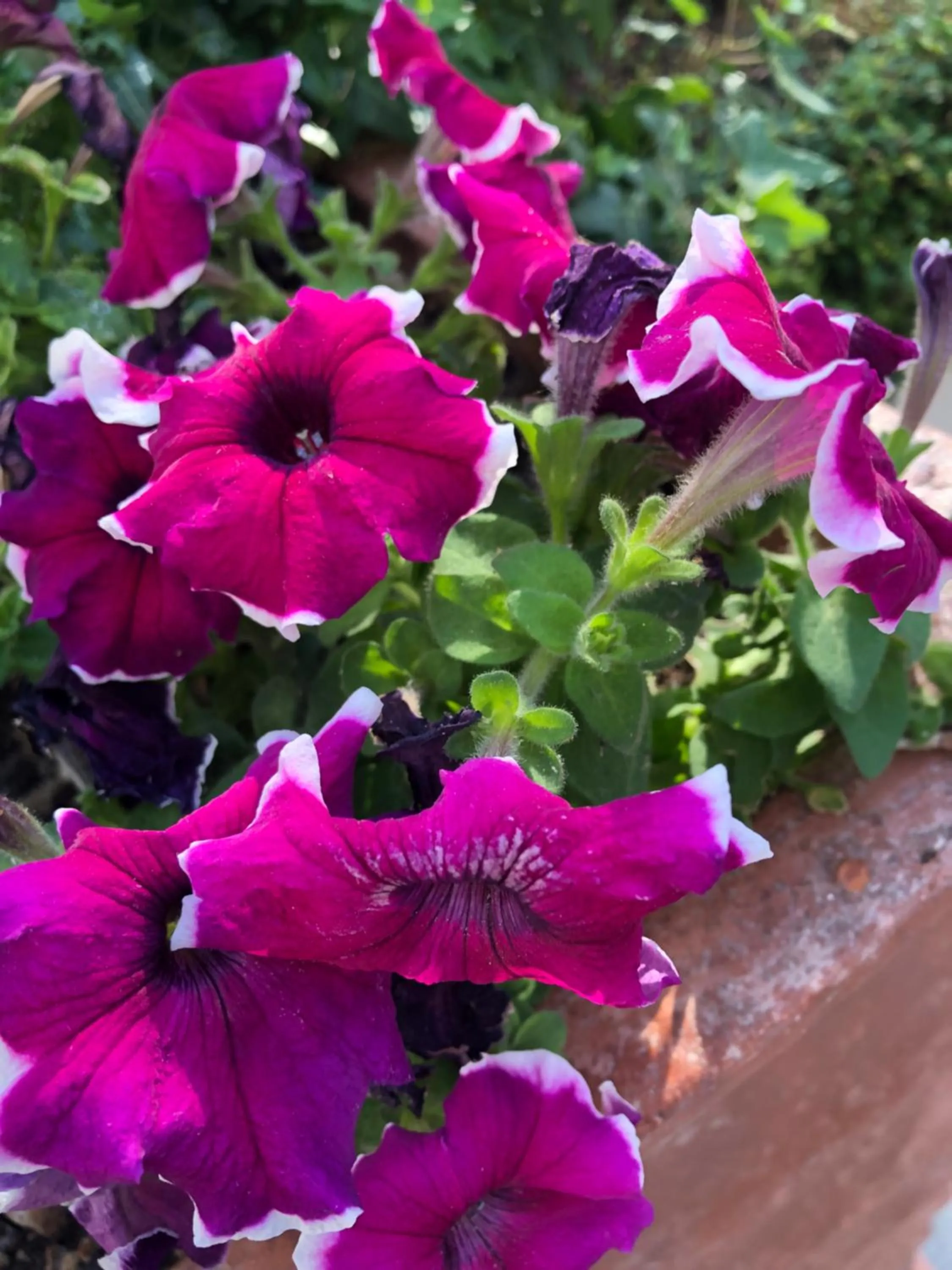 Garden in ACasaMia WelcHome Hotel