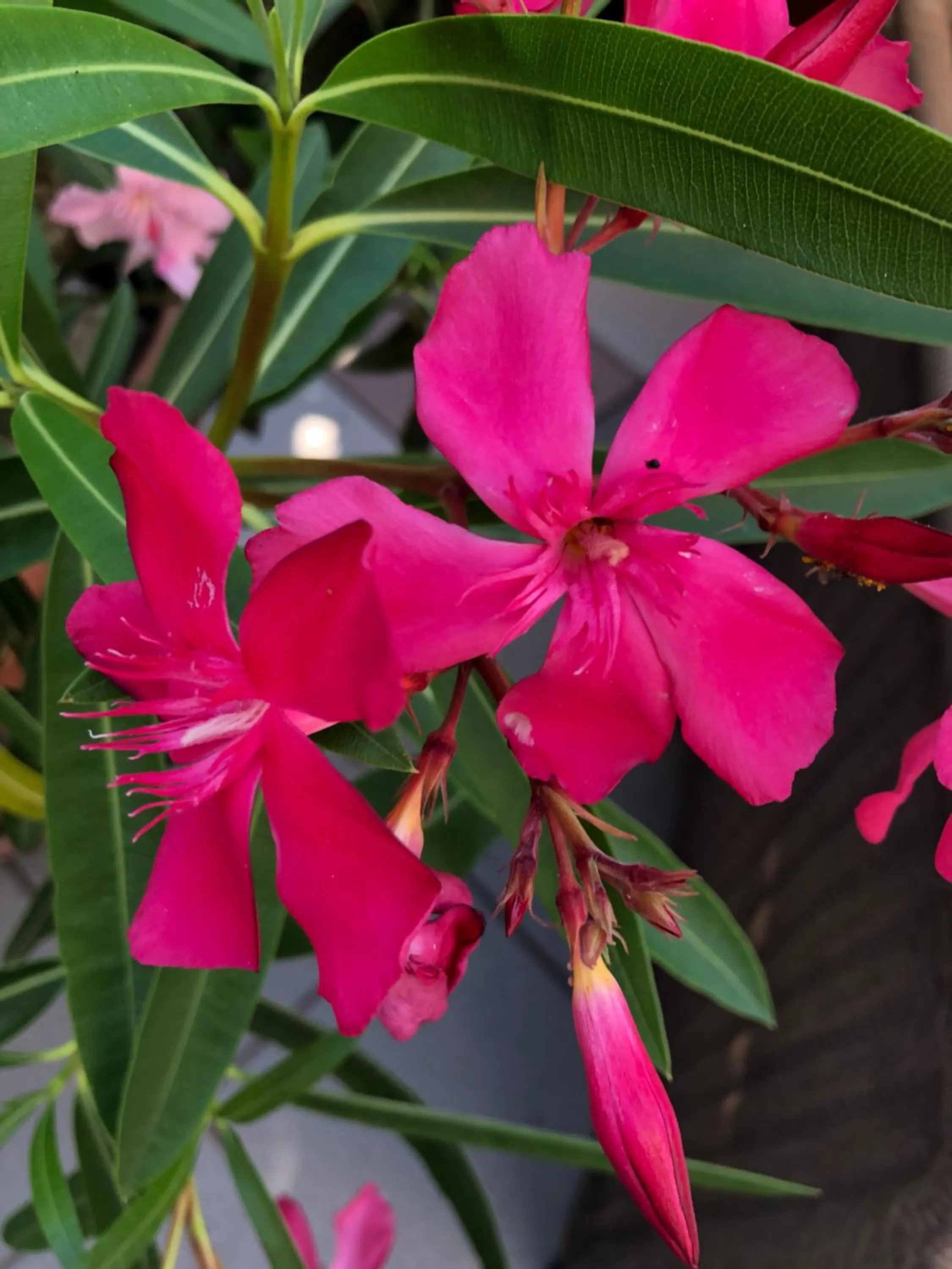 Garden in ACasaMia WelcHome Hotel