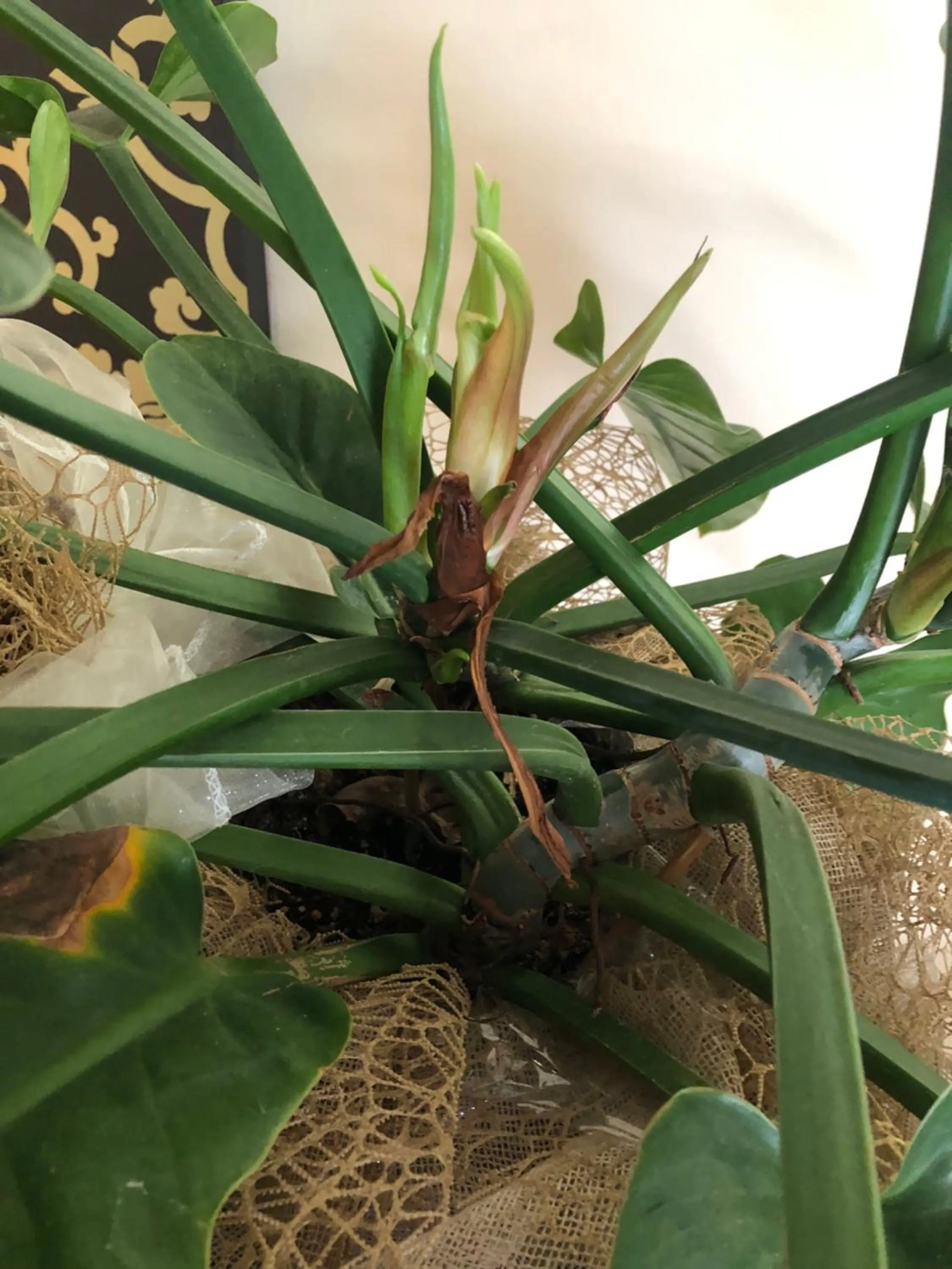 Garden in ACasaMia WelcHome Hotel