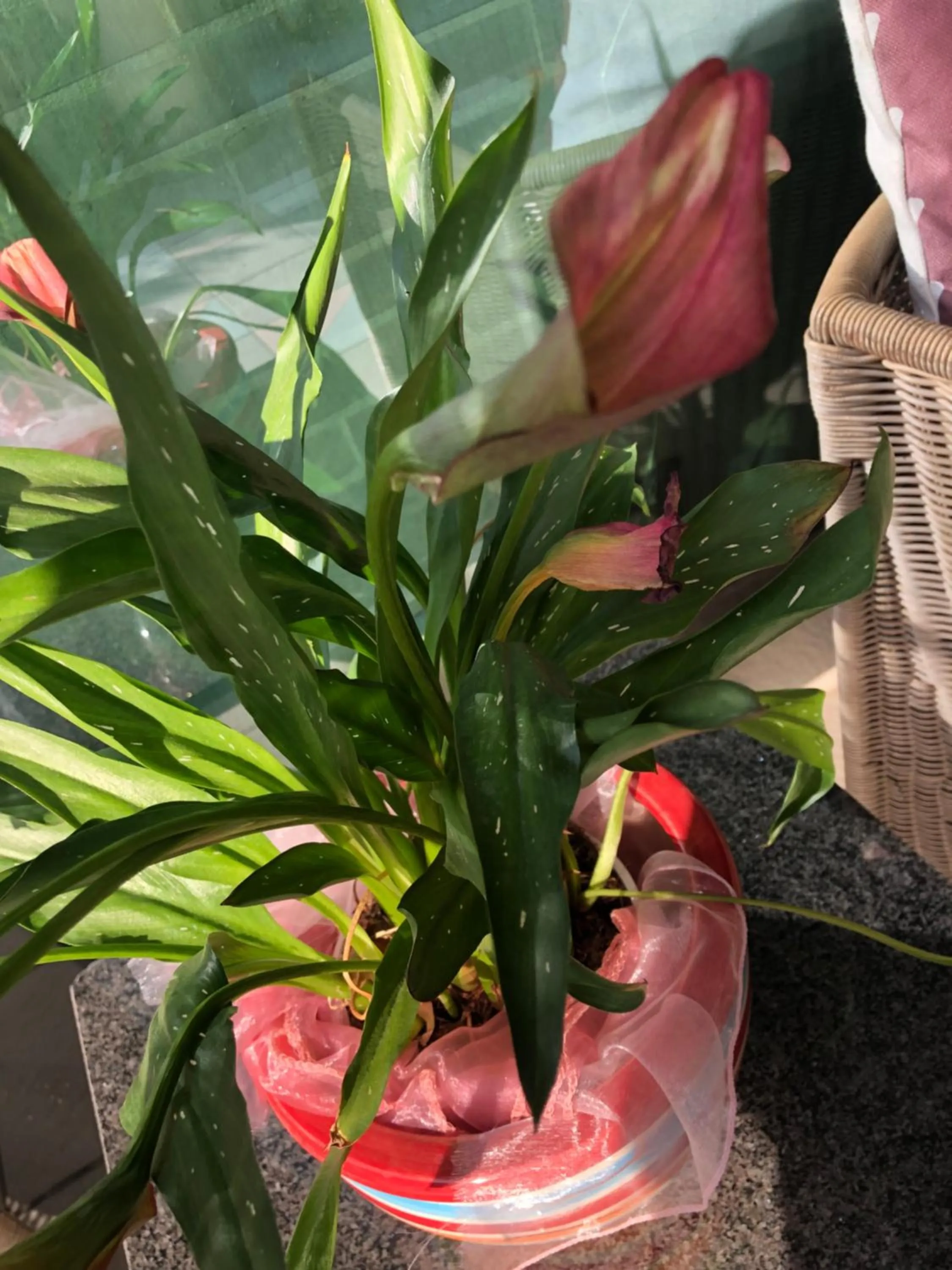 Garden in ACasaMia WelcHome Hotel