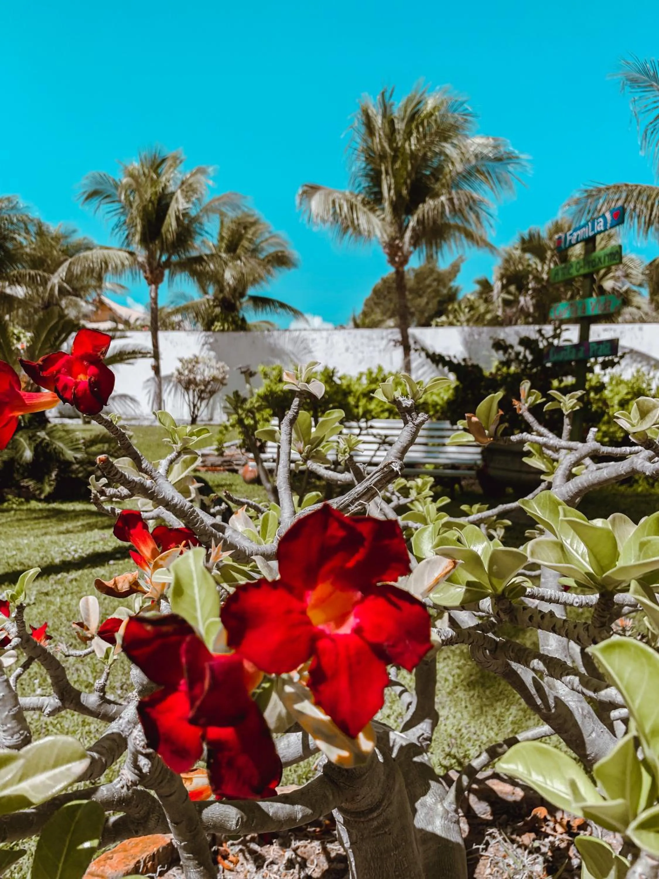 Garden in Pousada La Goduria