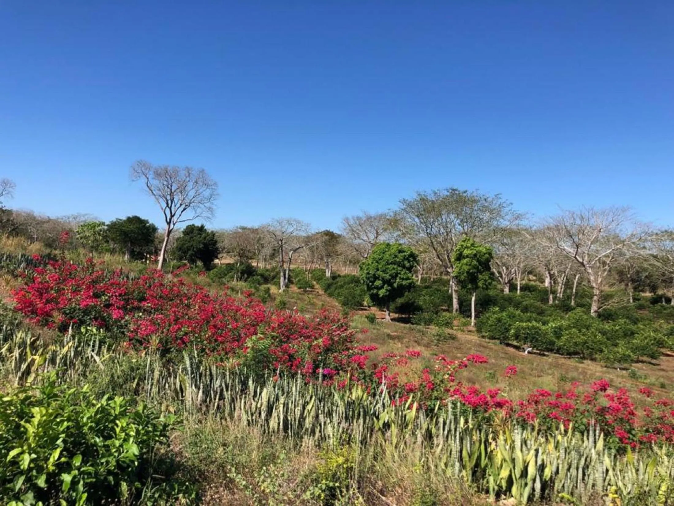 Garden in Hacienda Uxmal Plantation & Museum
