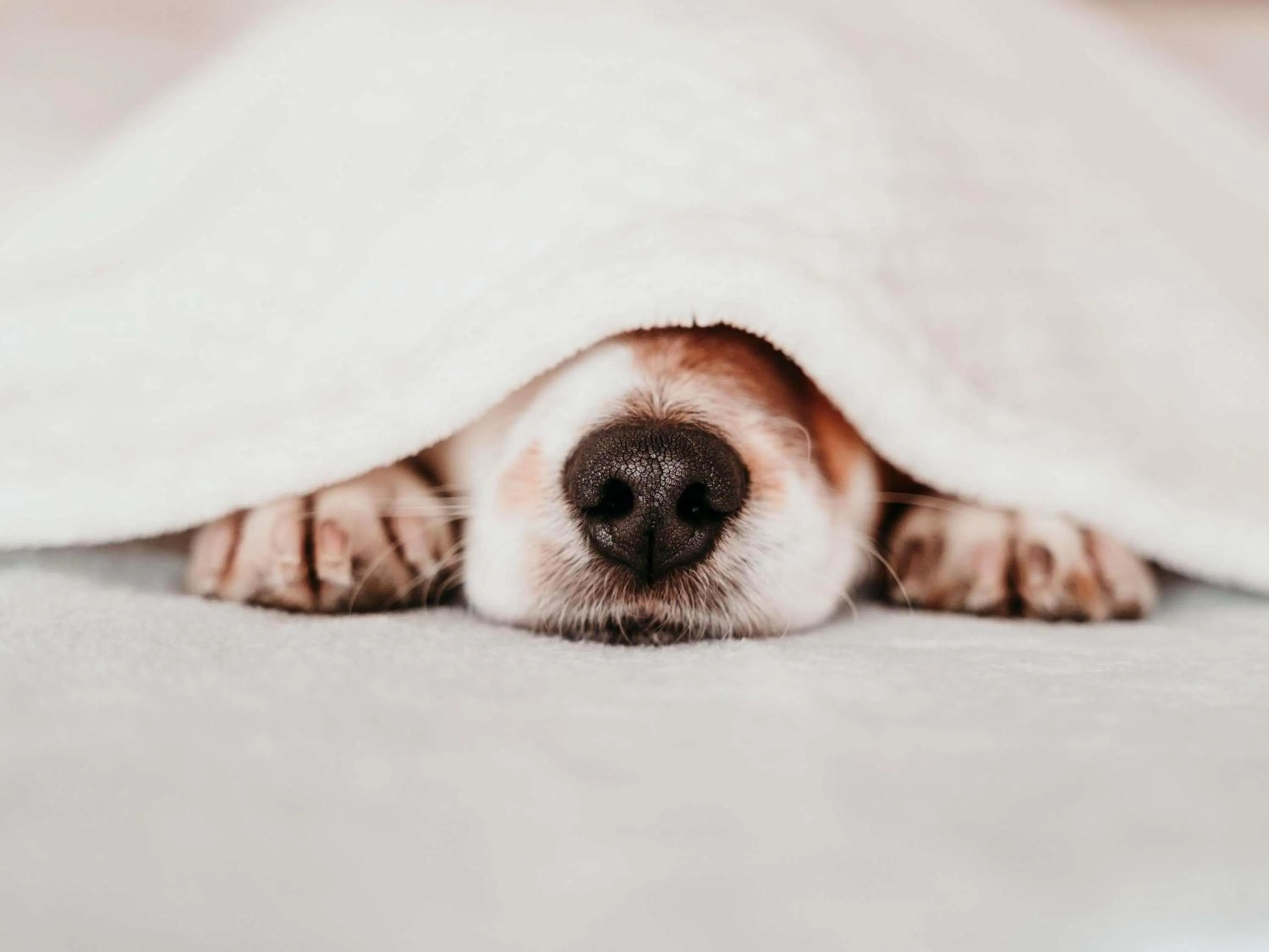 Bedroom in Hotel ibis budget Aix Les Bains - Grésy