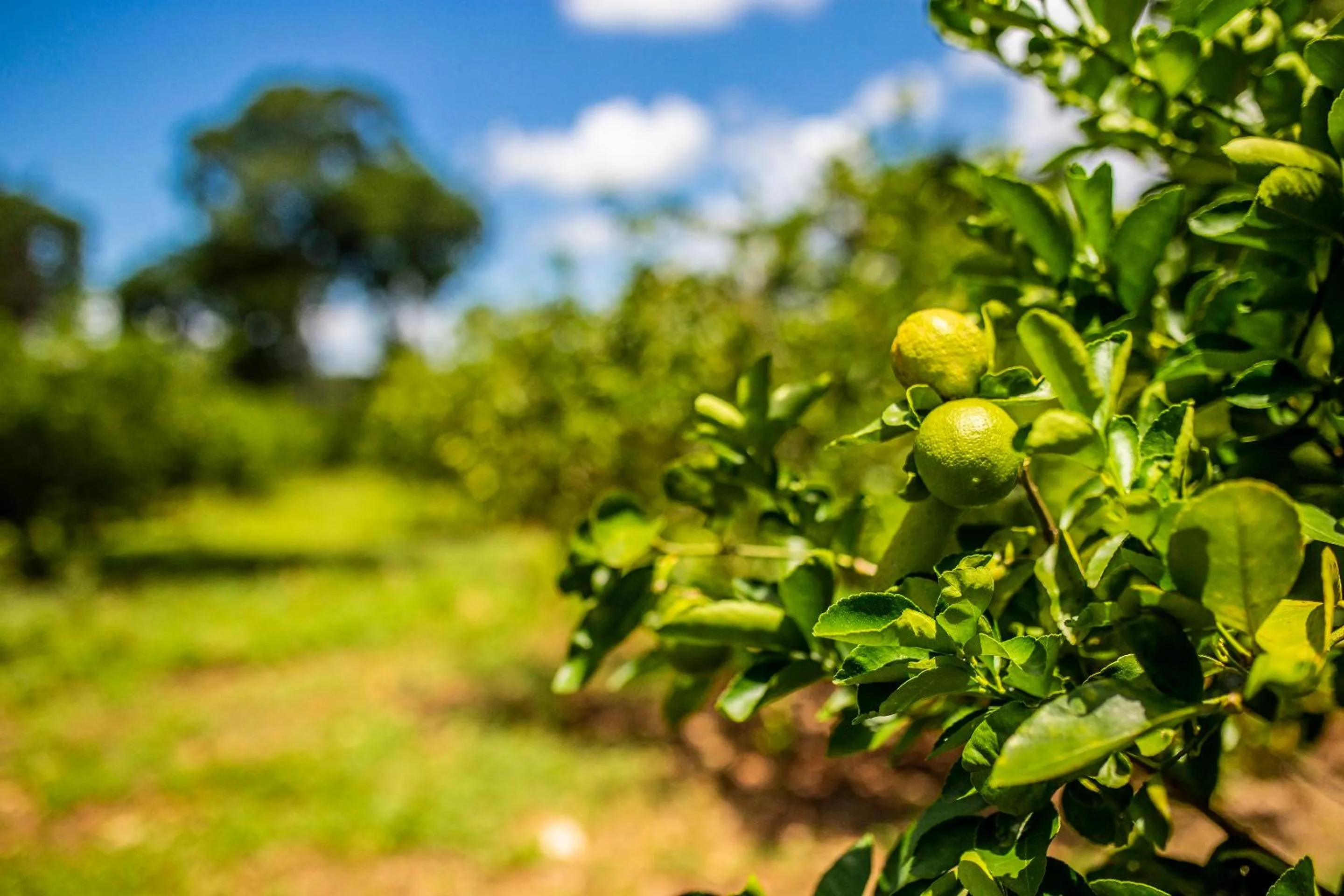 Natural landscape in The Lodge At Uxmal