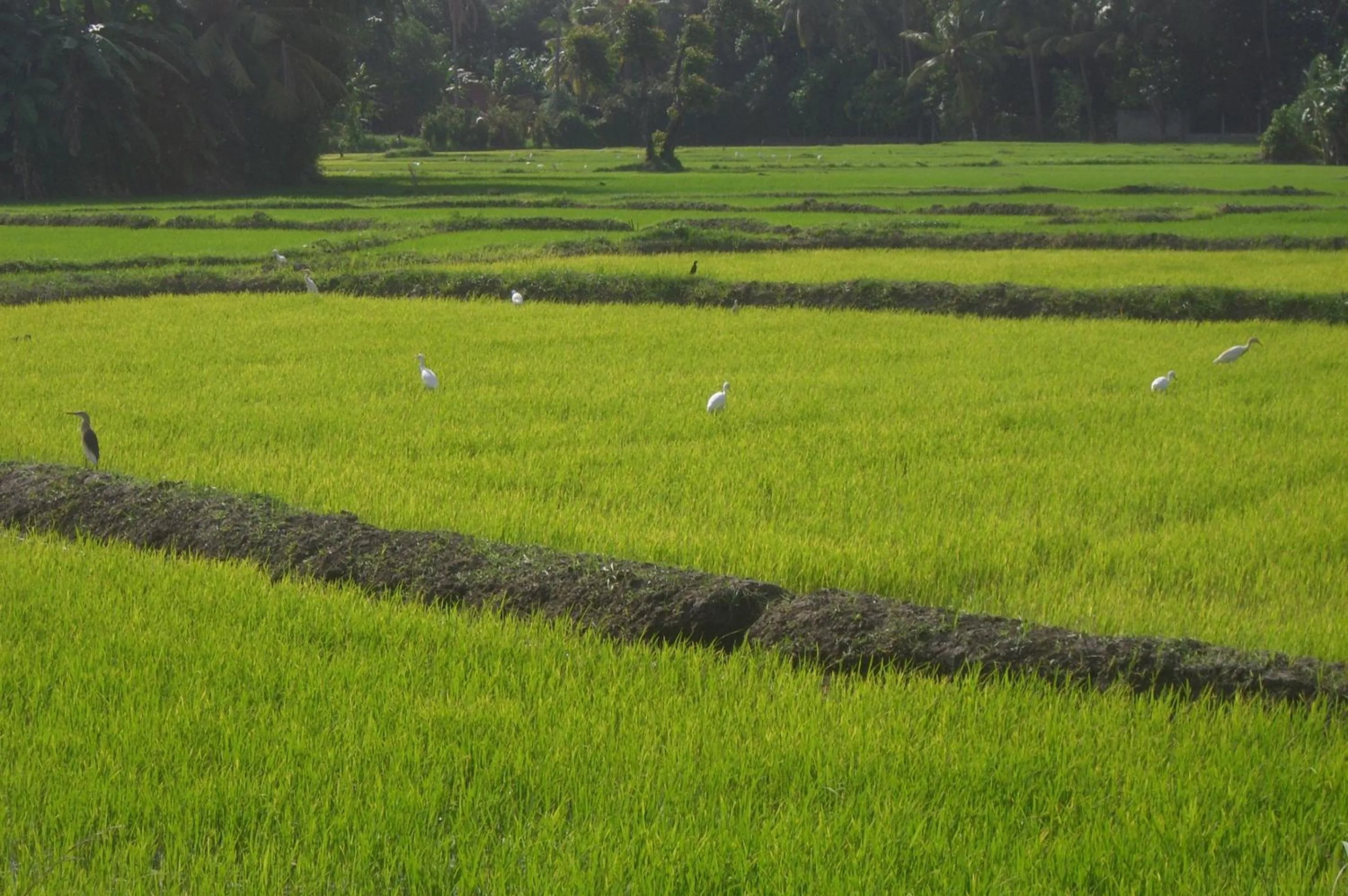 Garden view in Risenlak Holiday Resort