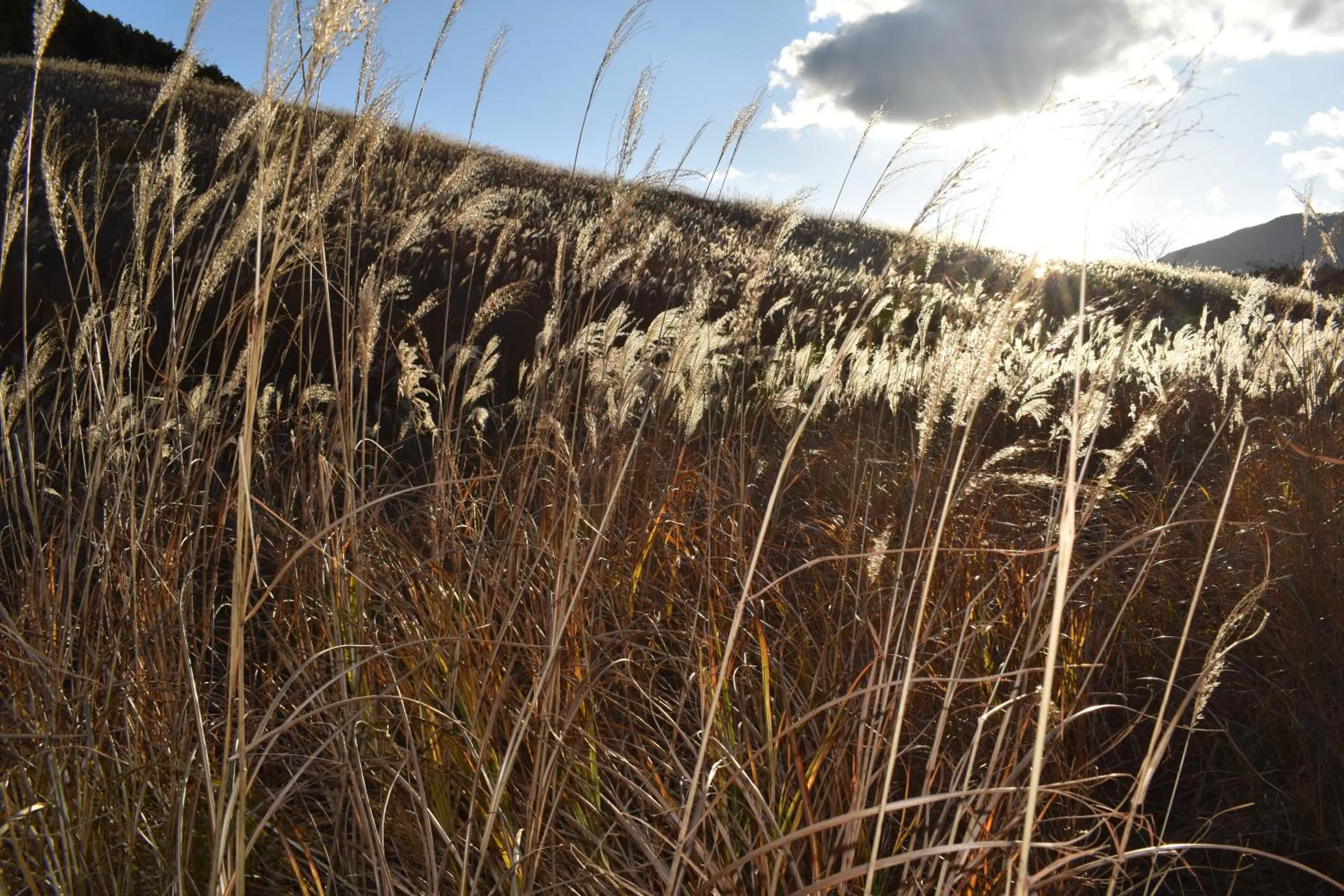Nearby landmark in Hakone Guest House gaku.