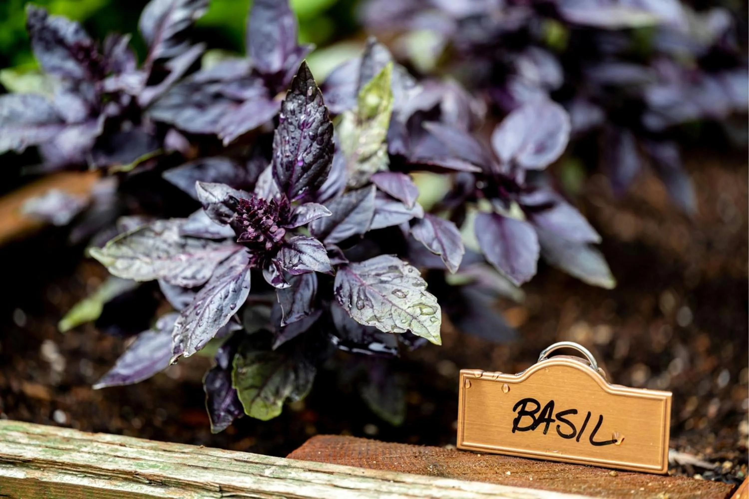 Restaurant/places to eat in The Ritz-Carlton, San Francisco