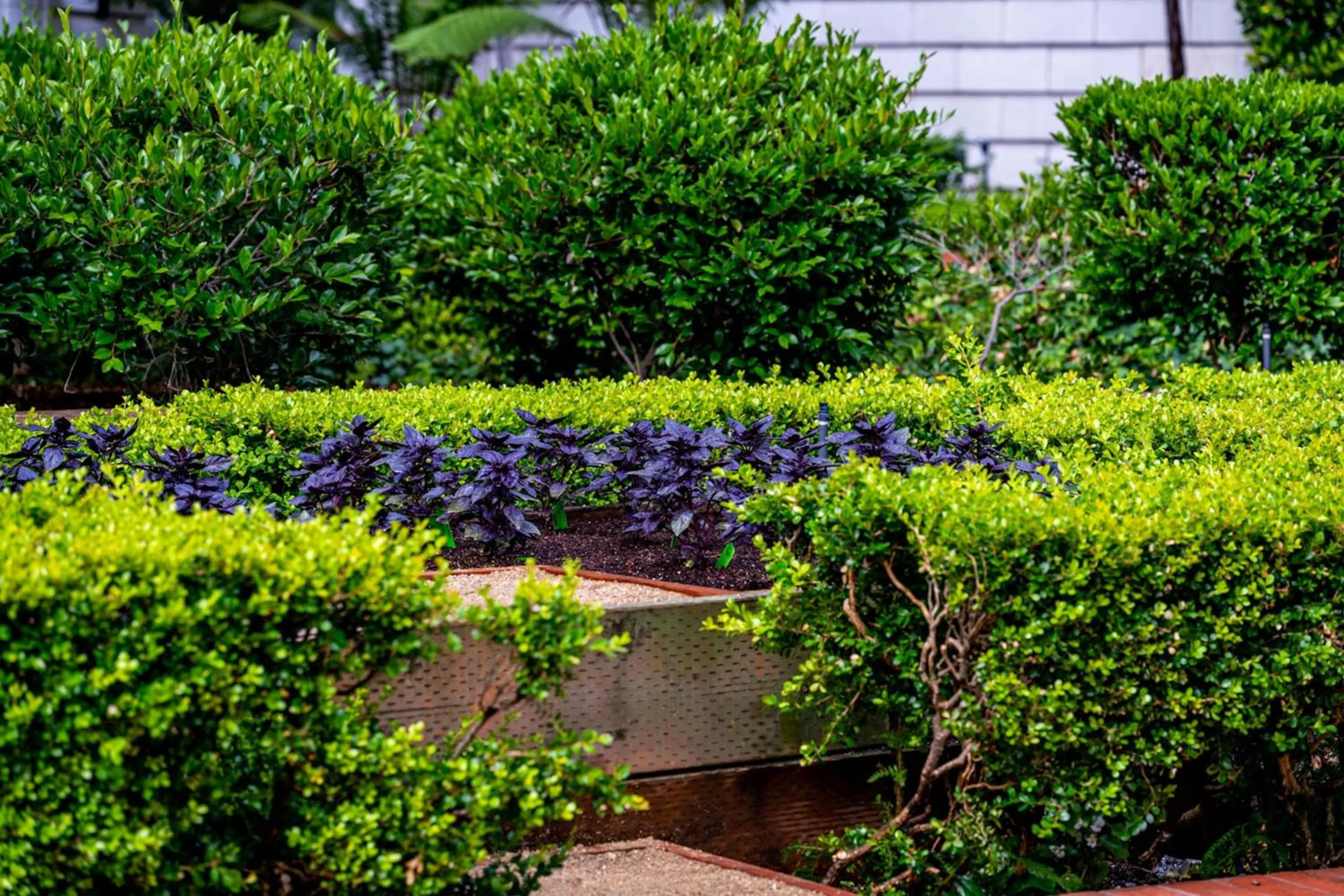 Restaurant/places to eat in The Ritz-Carlton, San Francisco