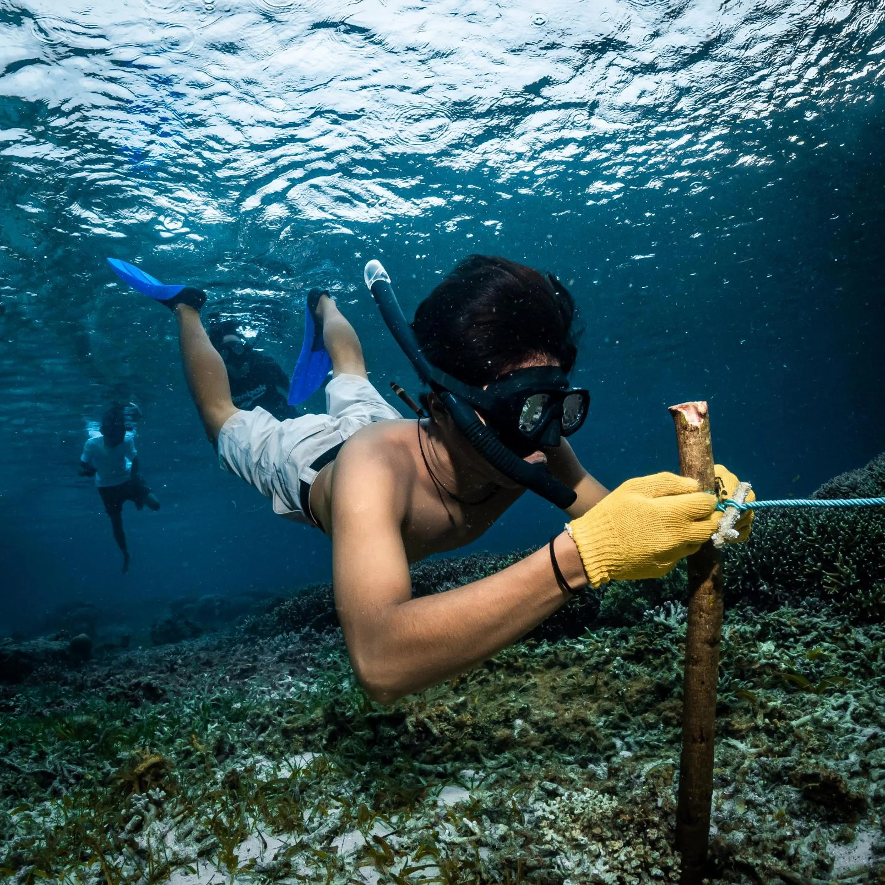 Snorkeling in Tevana House Reef