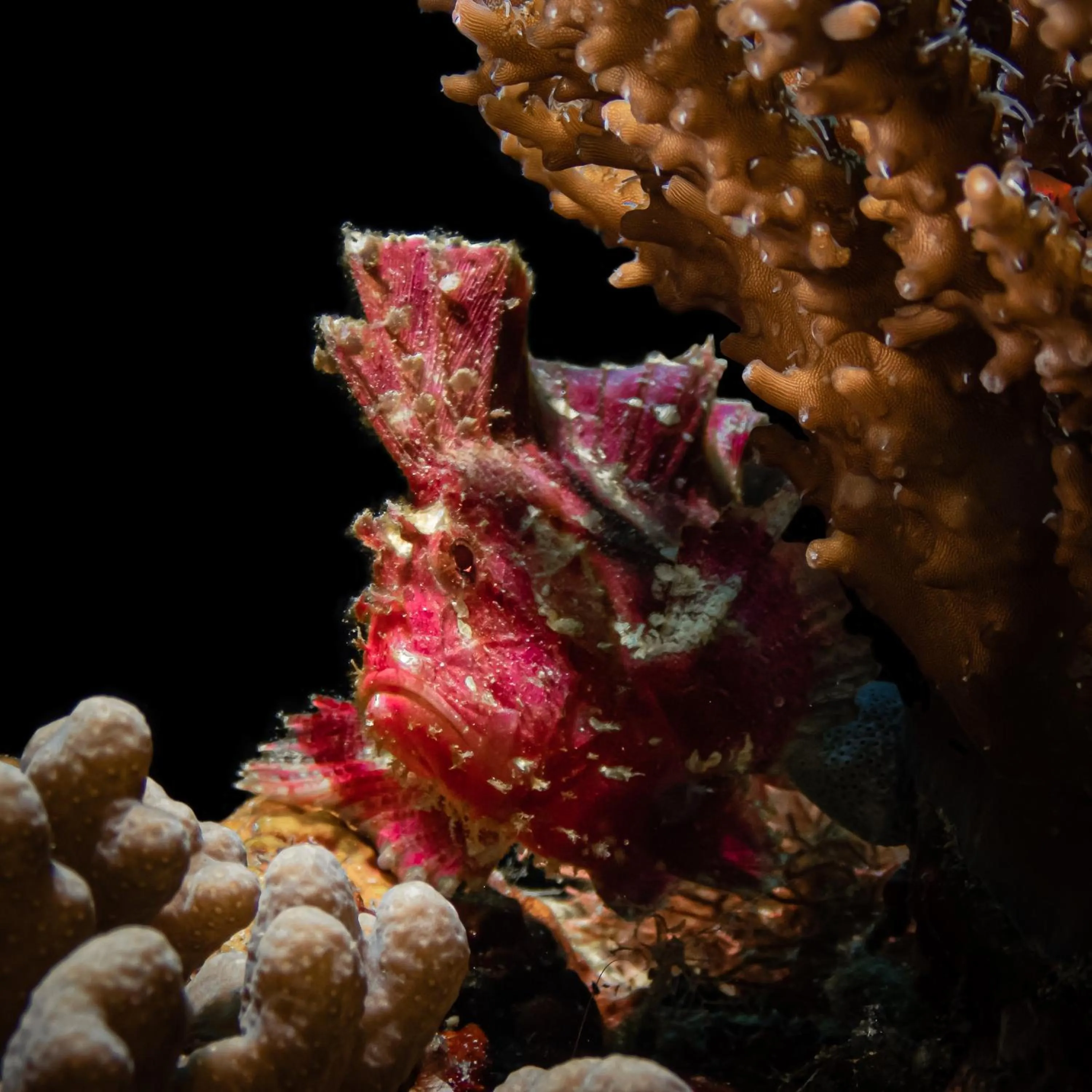 Diving in Tevana House Reef
