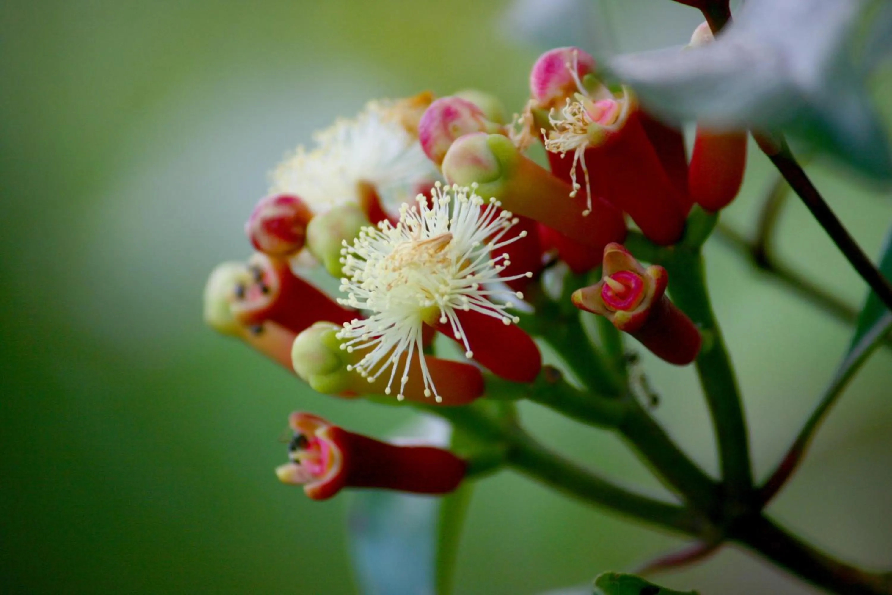 Summer in Bali Bening