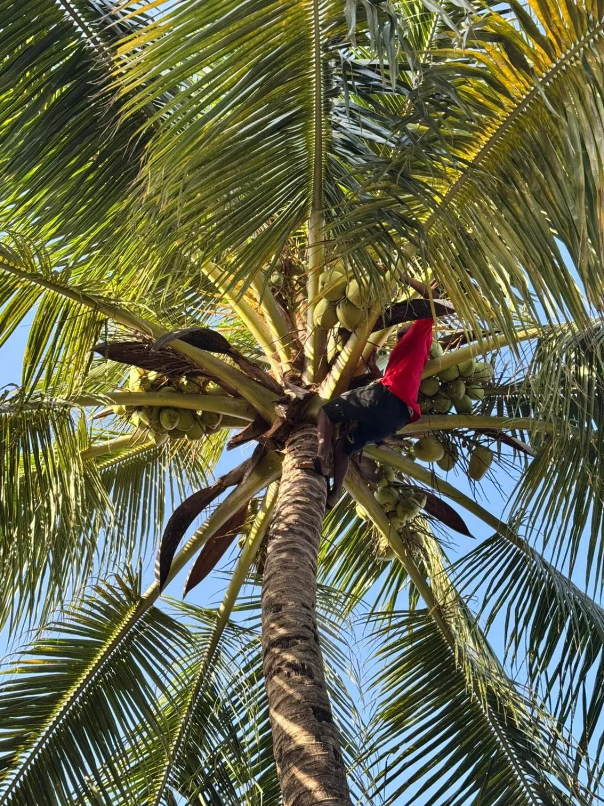 Day in Mango Beach House