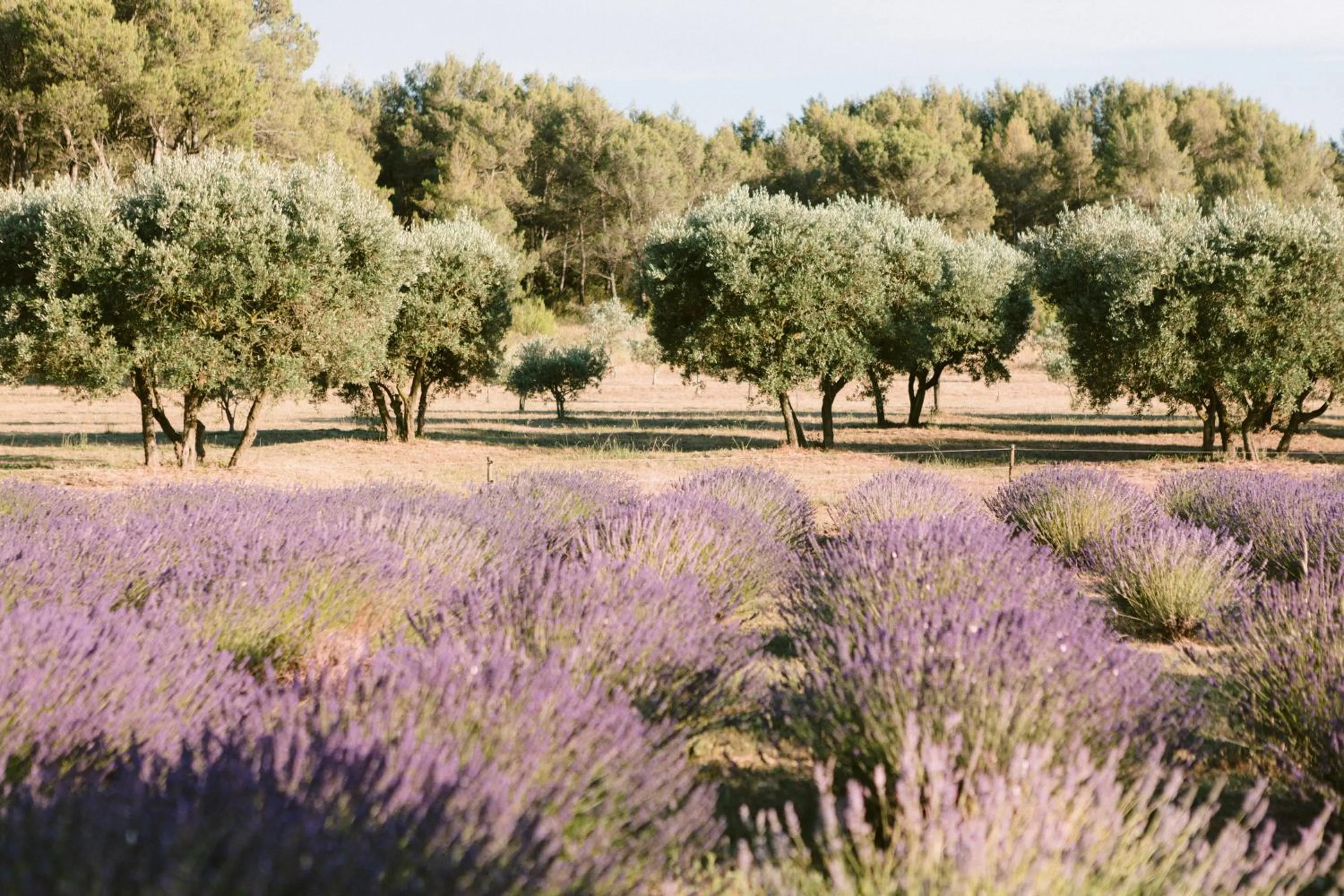 Day in Le Mas De La Rose - Teritoria