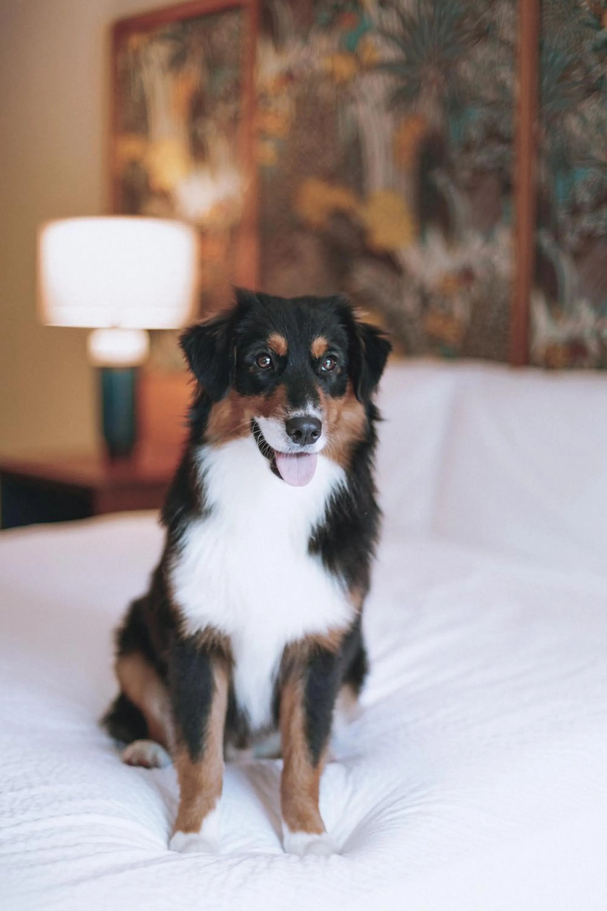 Pets in White Sands Hotel