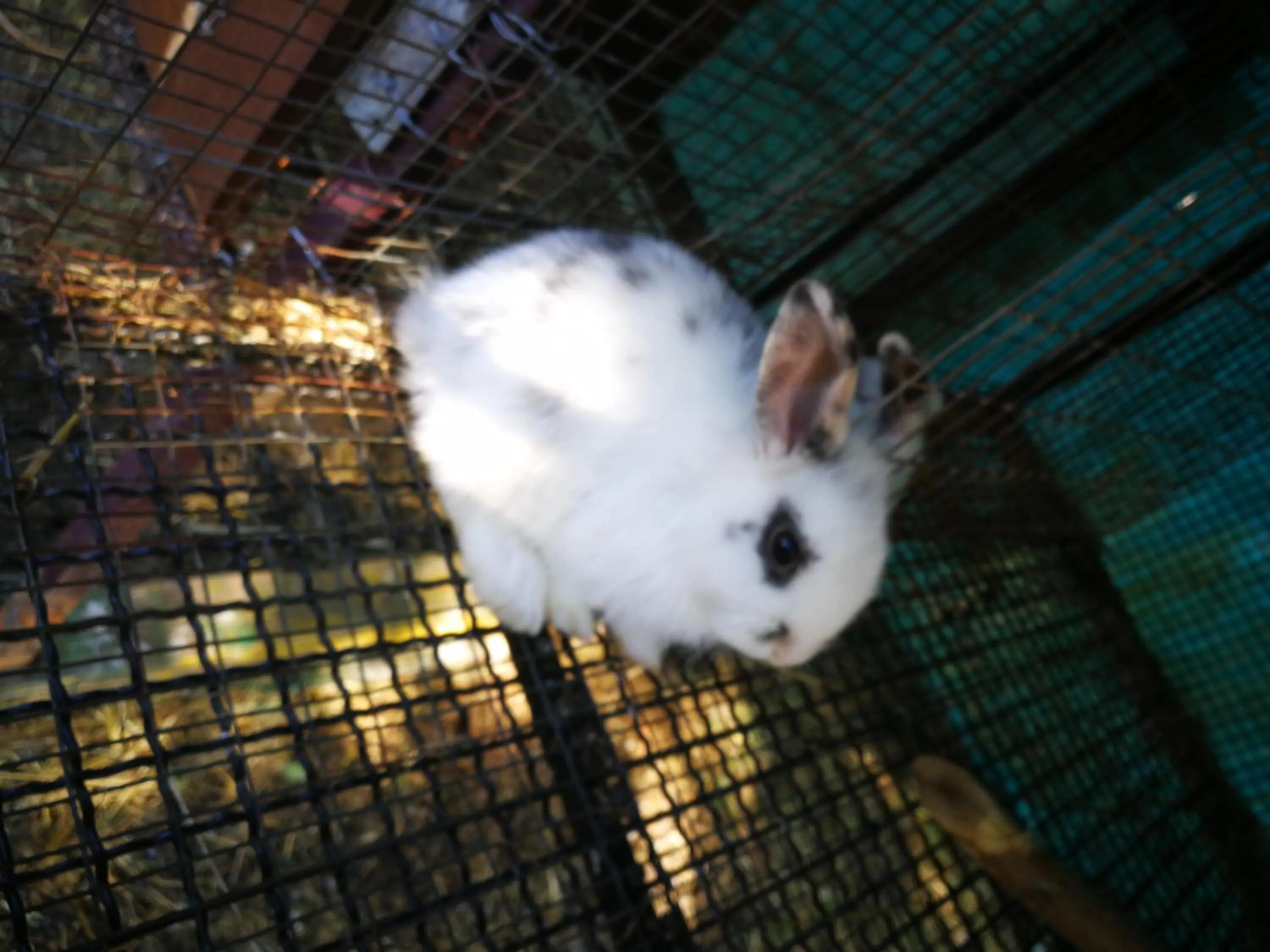 Animals in Agriturismo Cisogna