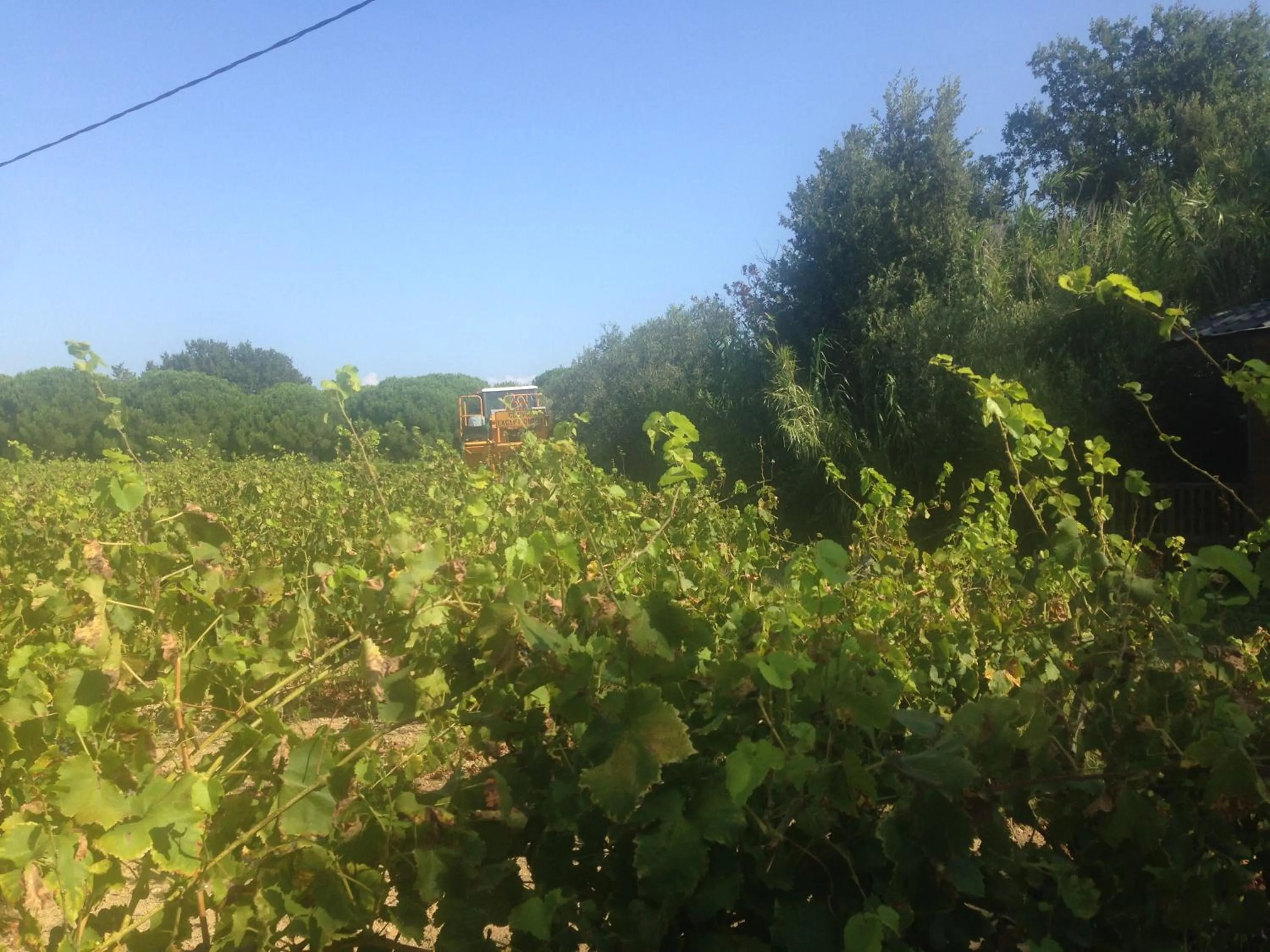 Natural landscape in Clos des Vignes Pampelonne Vineyard