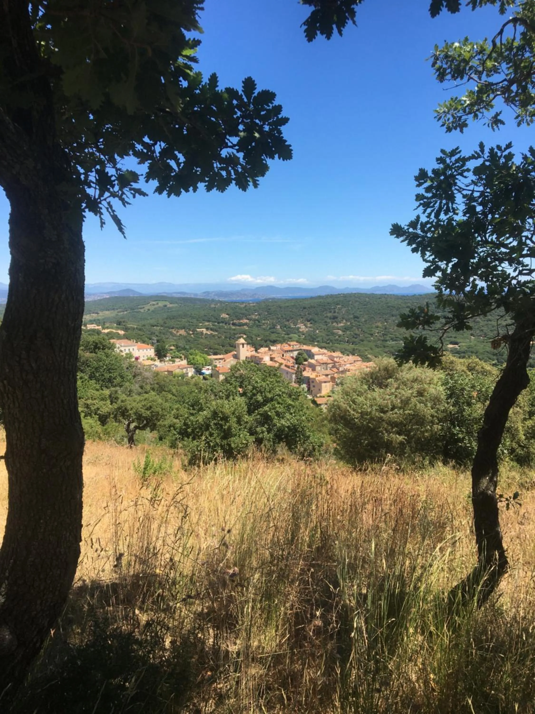 Clos des Vignes Pampelonne Vineyard