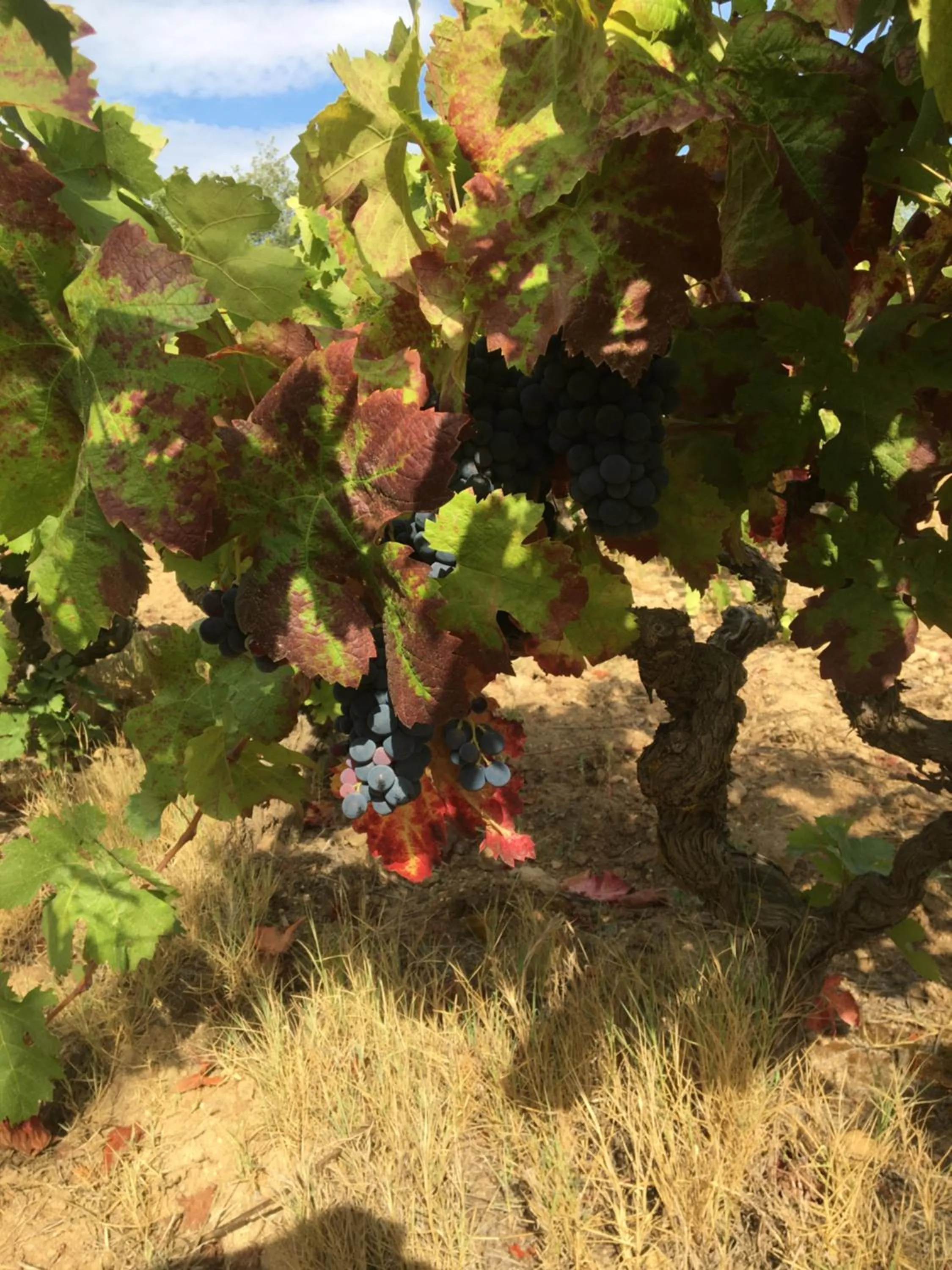 Garden in Clos des Vignes Pampelonne Vineyard