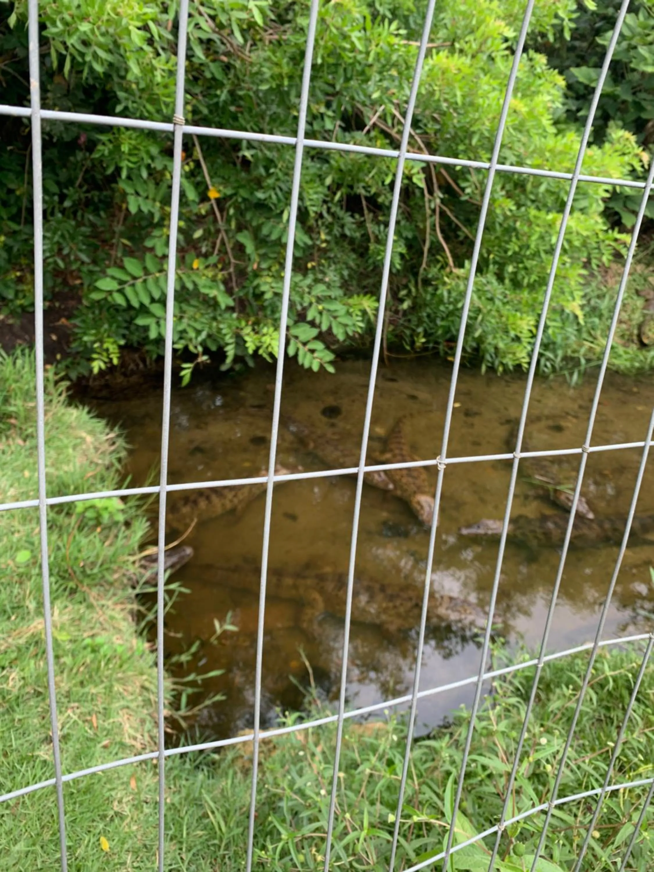 Animals in Recanto da Sol