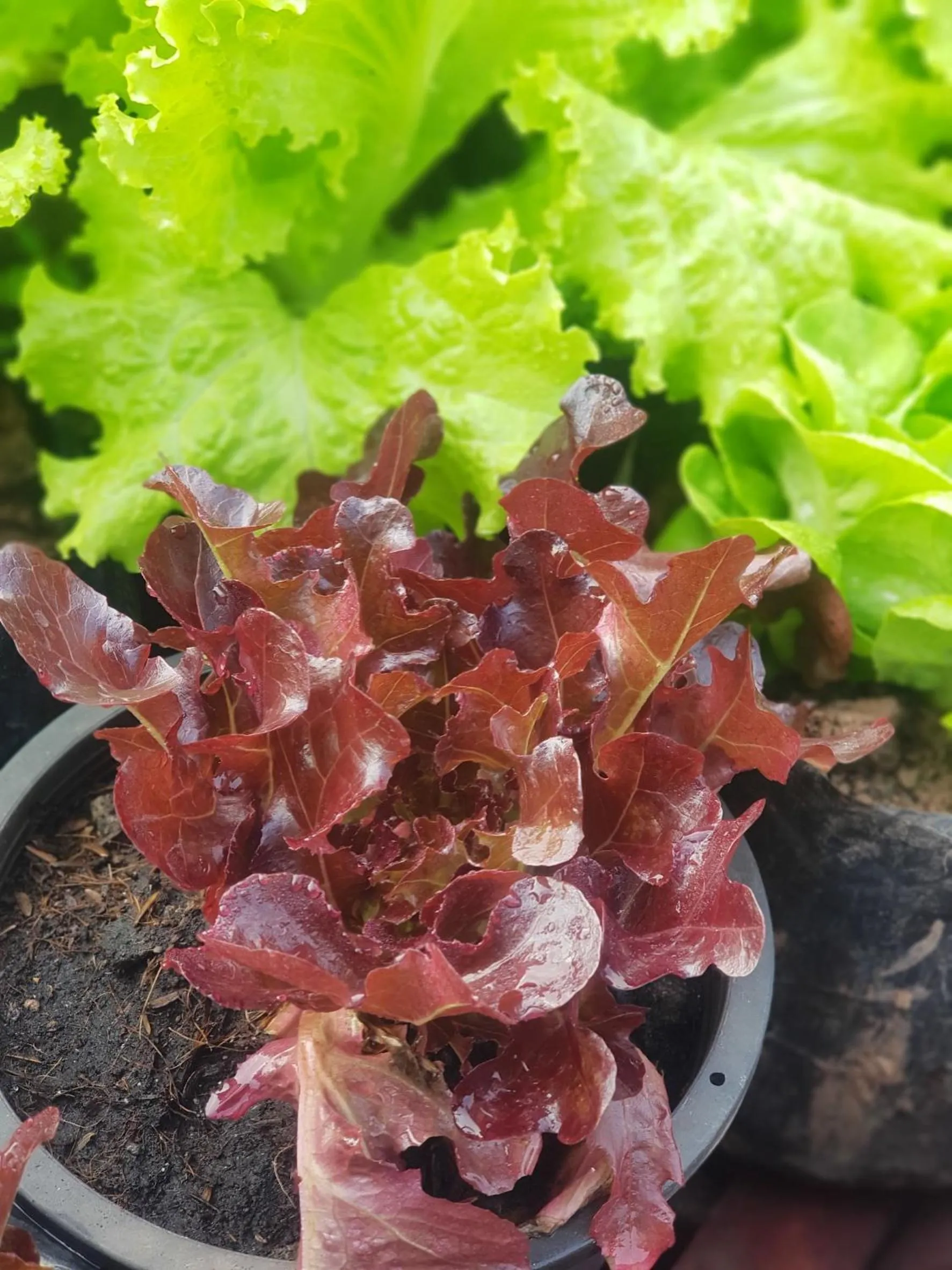 Food in Le Palais Juliana