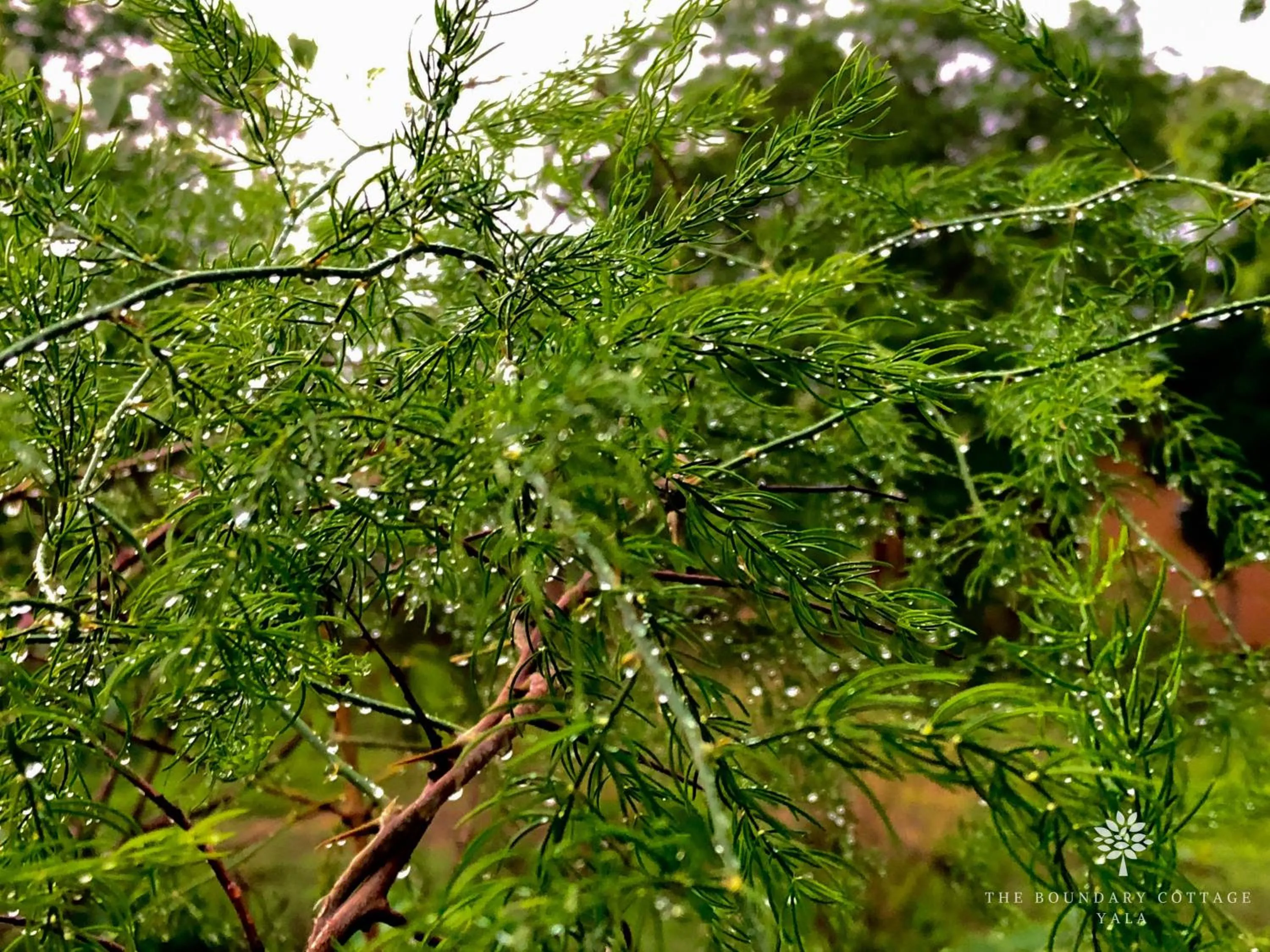 Natural landscape in The Boundary Yala