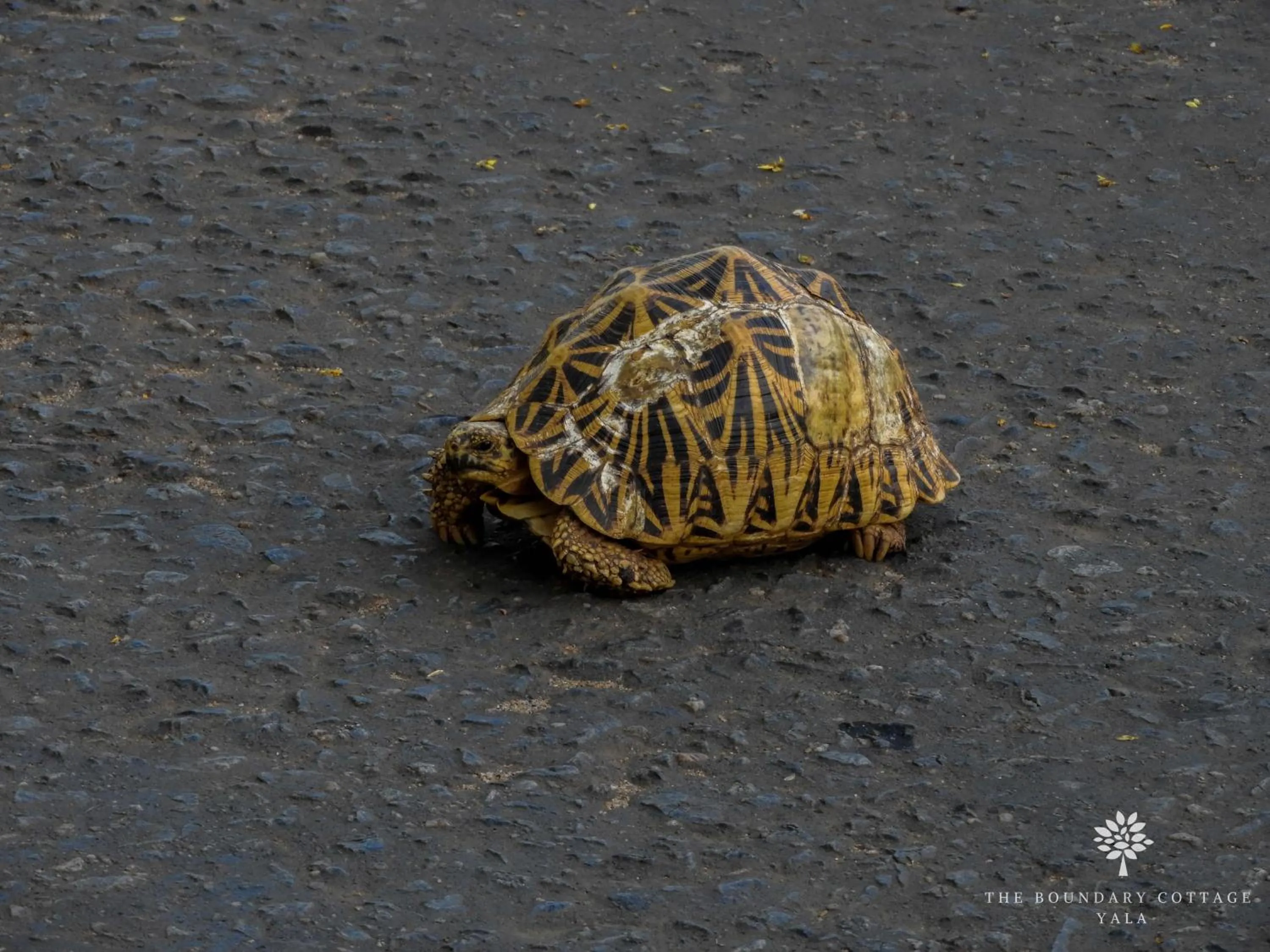 Off site in The Boundary Yala