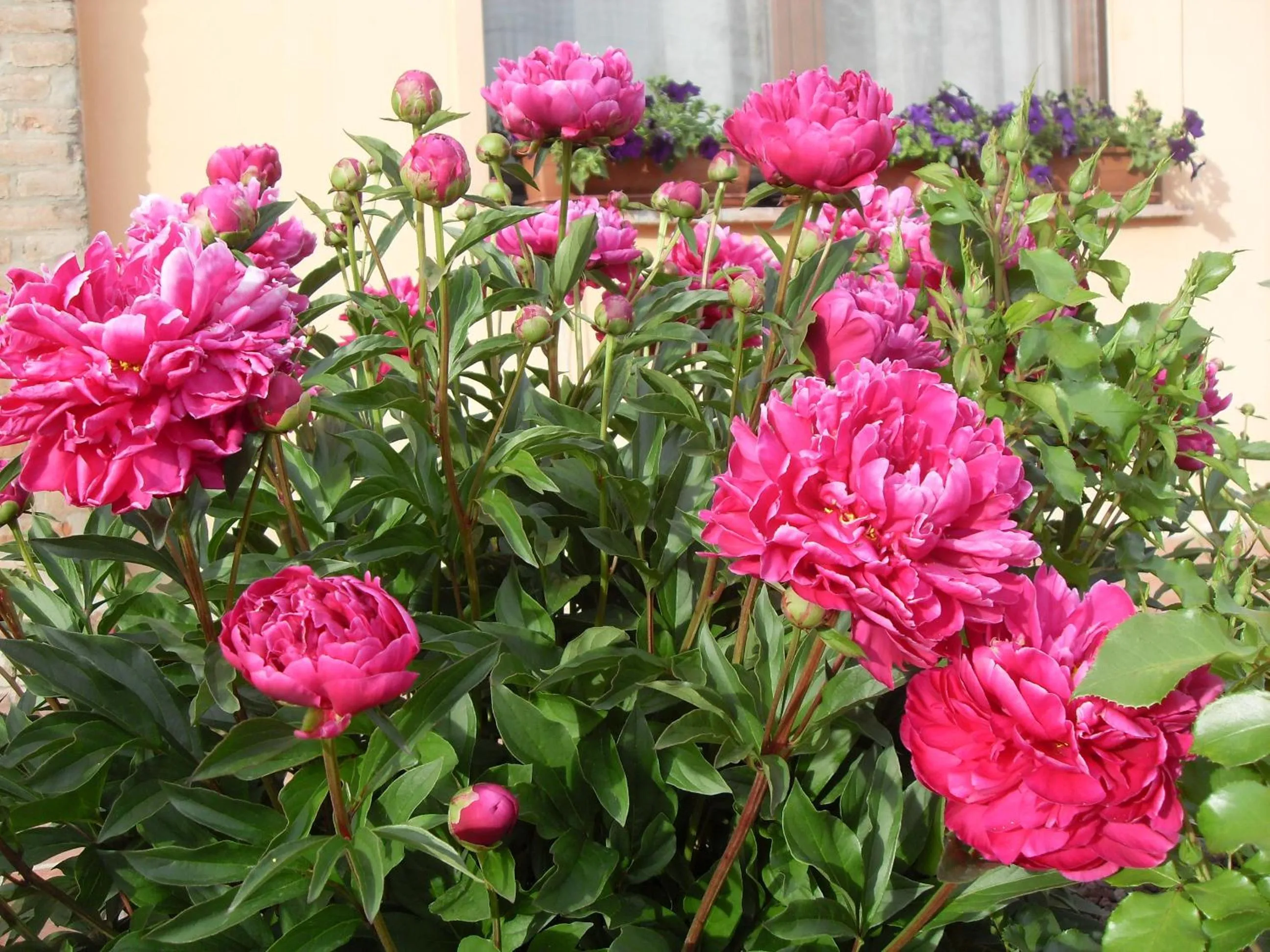 Garden in Agriturismo Lama Di Valle Rosa