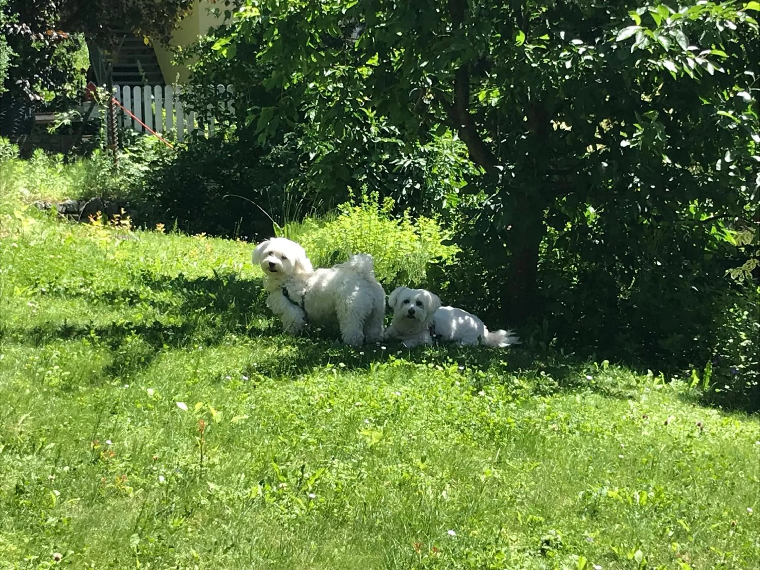 Pets in Feldmilla Design Hotel - Wellness & SPA