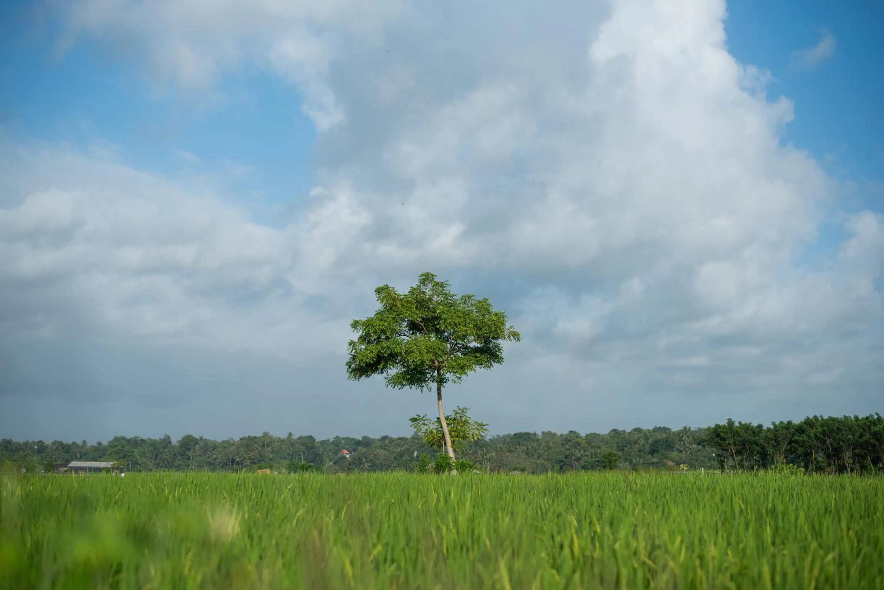 Nearby landmark in Swahita Ubud