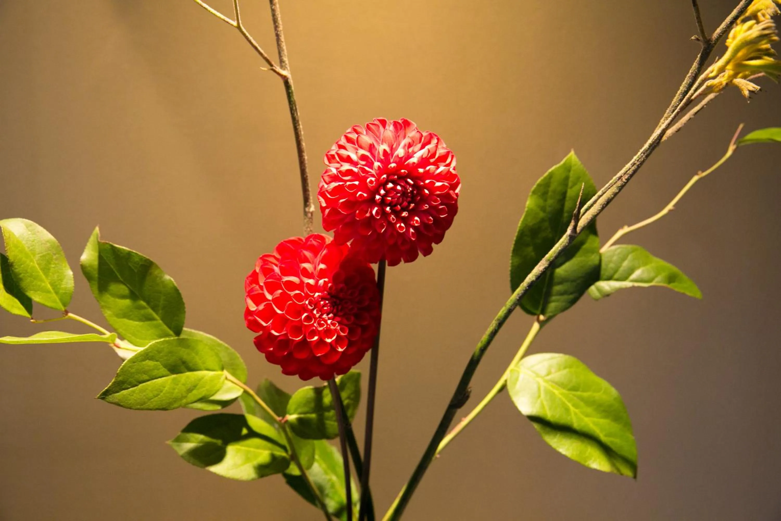 Area and facilities in Hosta Umekoji Akari