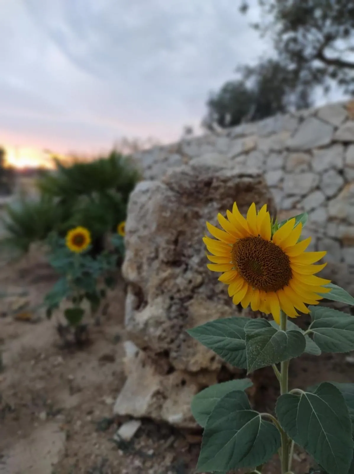 B & B Pietra Vecchia